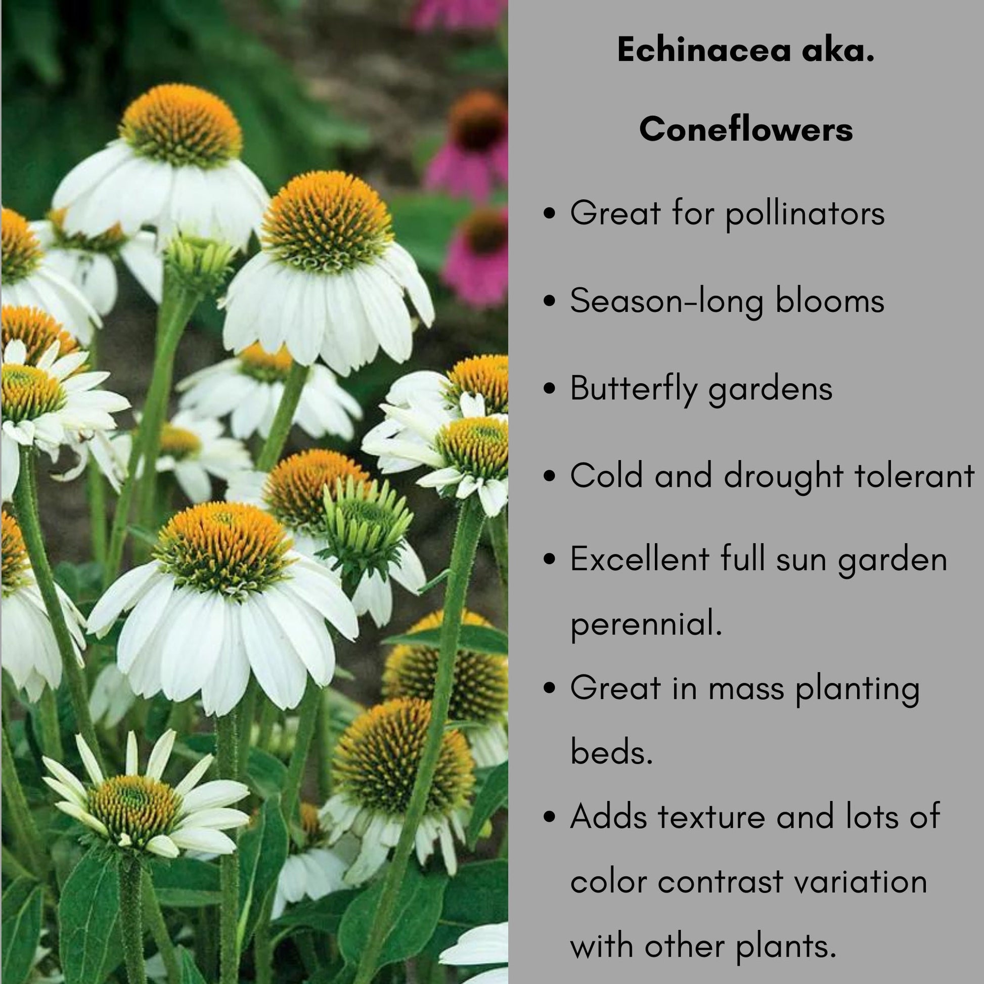 WHITE POW WOW Coneflower - Echinacea - 1 Quart Size - Free Shipping