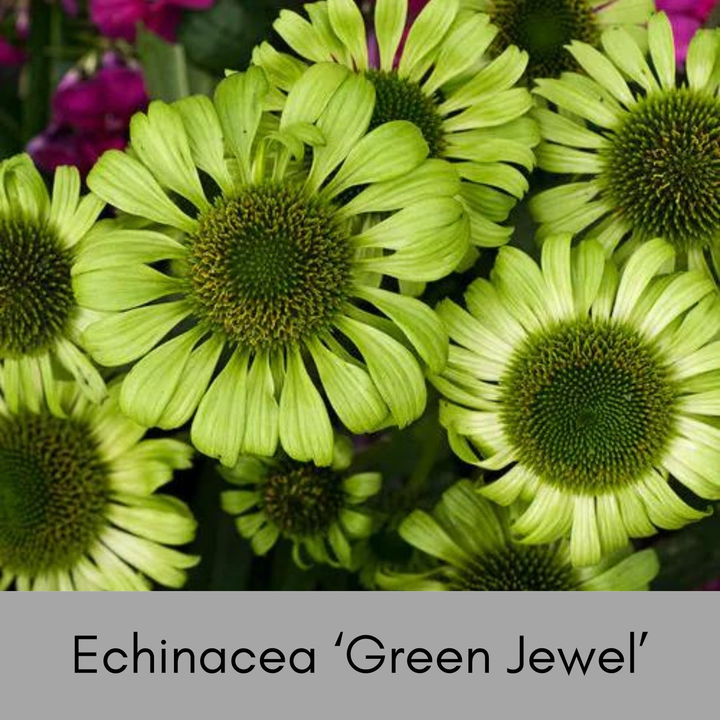 GREEN JEWEL CONEFLOWER - Echinacea - 1 Quart - Free Shipping