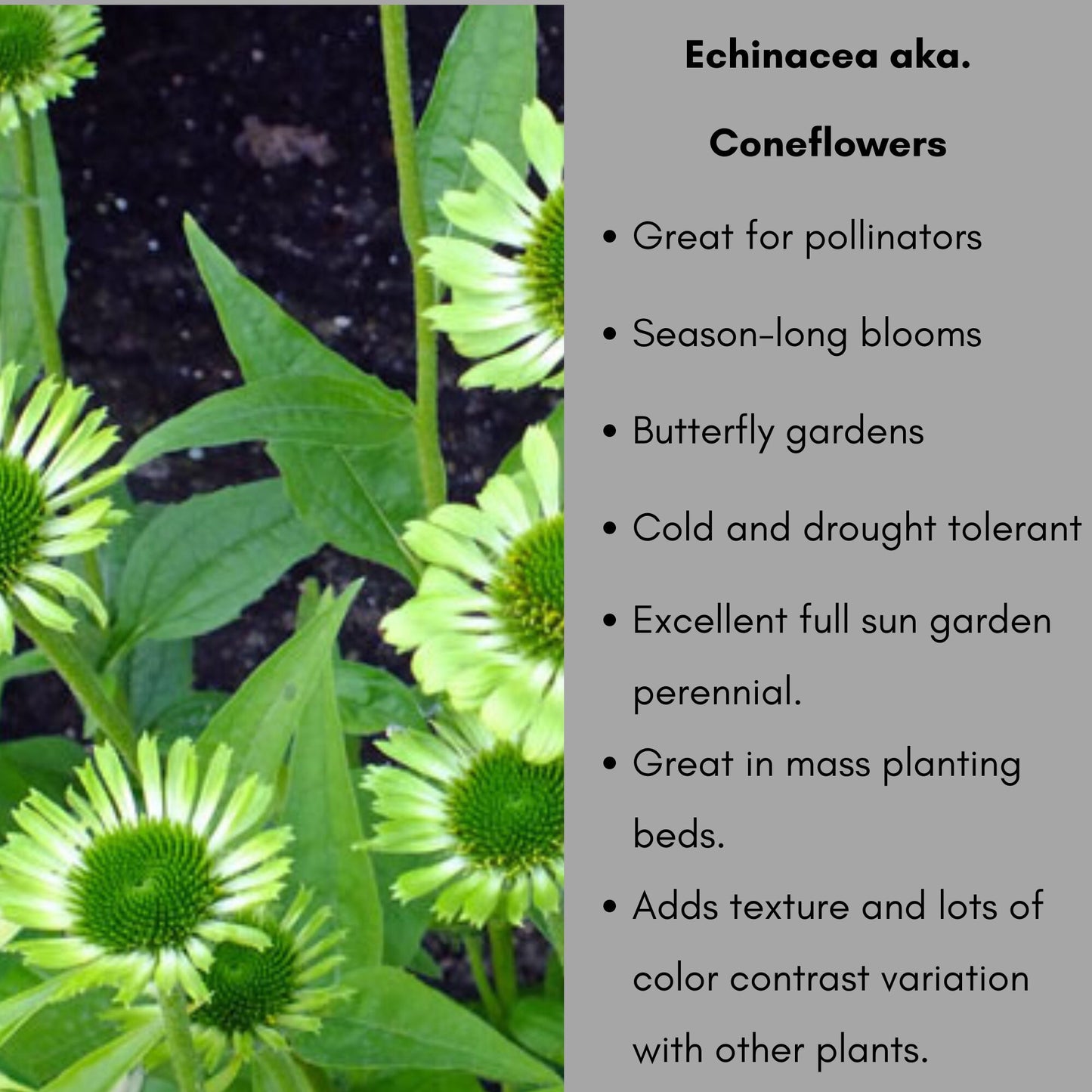 GREEN JEWEL CONEFLOWER - Echinacea - 1 Quart - Free Shipping