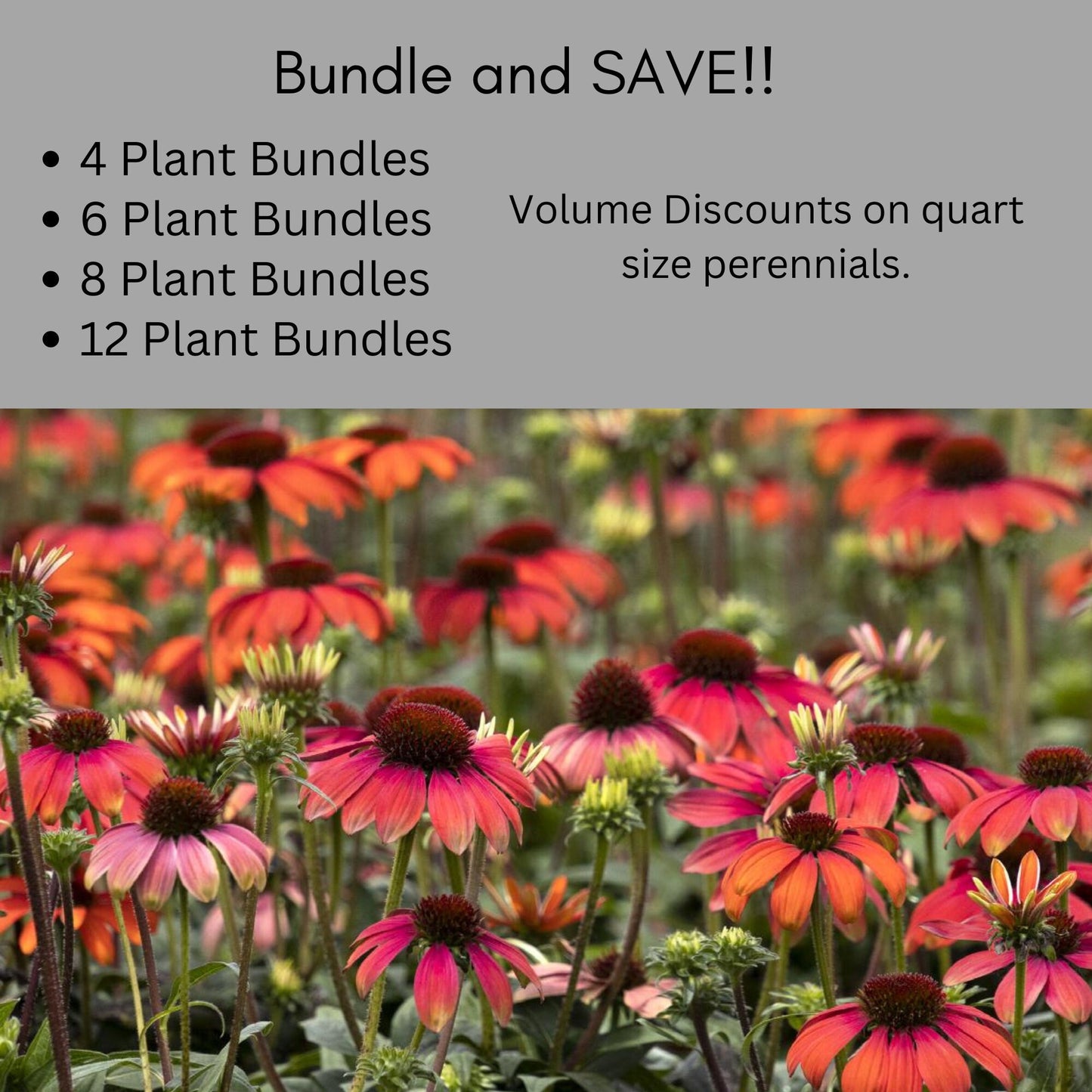 ECHINACEA | 'Tomato Soup' | RED Coneflower | 1 Quart Size | Free Shipping!