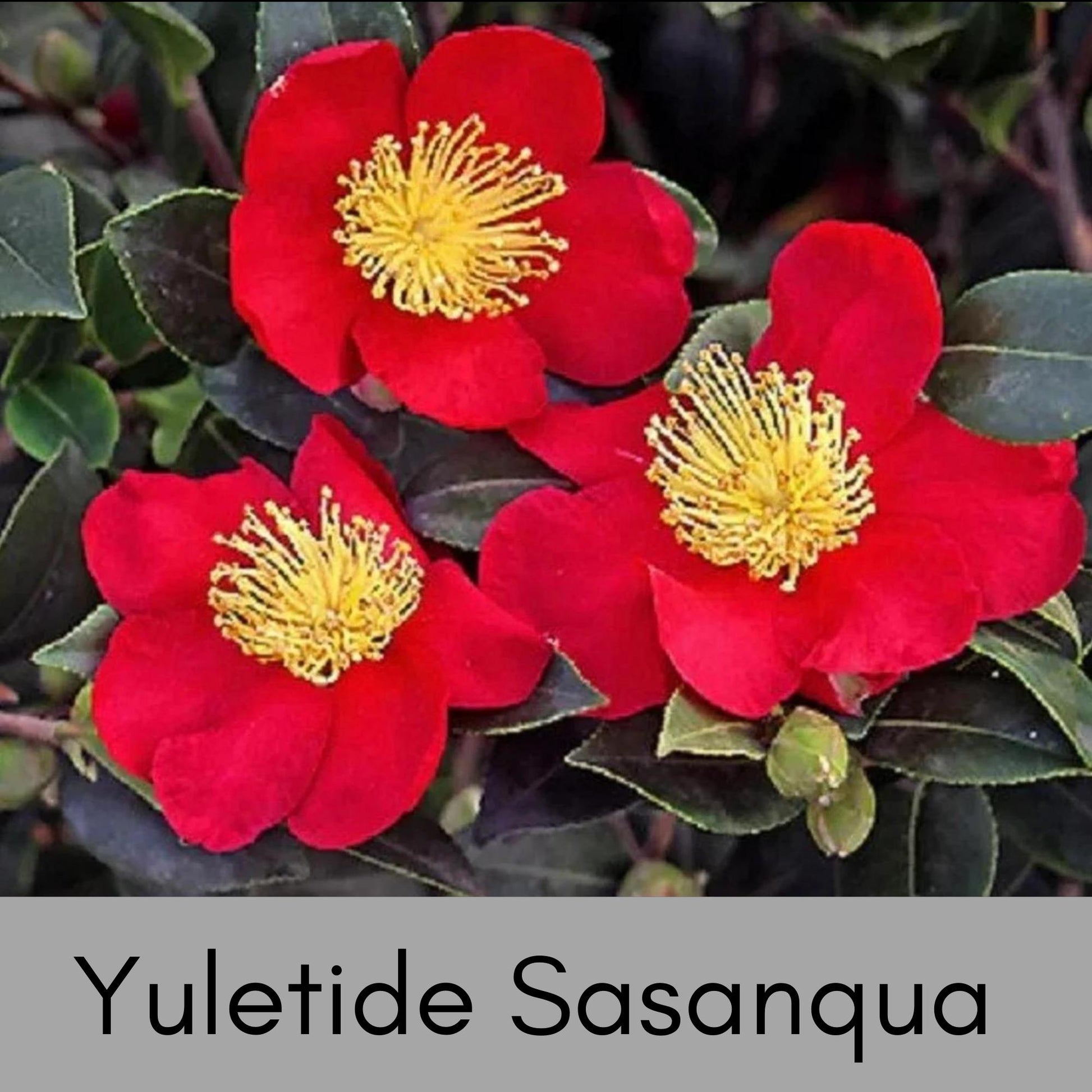 Yuletide Sasanqua Camellia with RED FLOWERS, Great Christmas Gift,Christmas Decor, Evergreen hedge, Camellia Hedge Shrubs, Evergreen Shrub