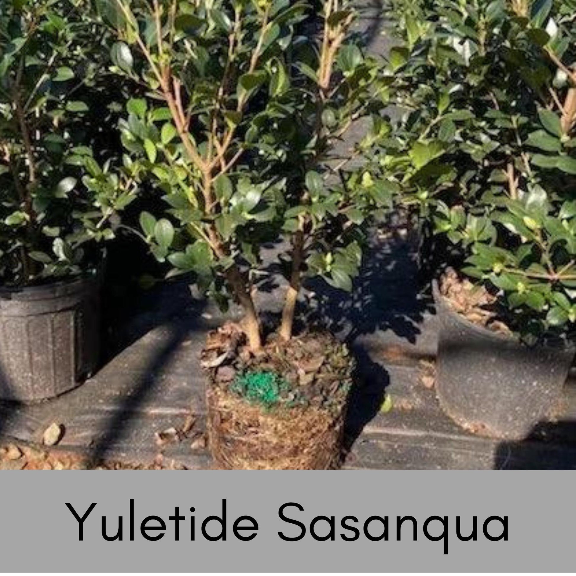 Yuletide Sasanqua Camellia with RED FLOWERS, Great Christmas Gift,Christmas Decor, Evergreen hedge, Camellia Hedge Shrubs, Evergreen Shrub