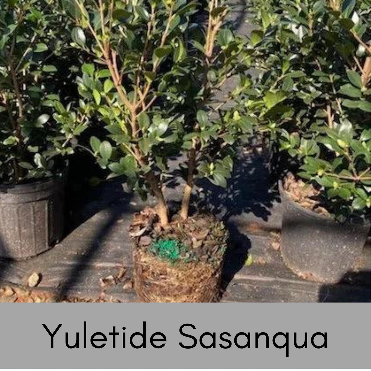 Yuletide Sasanqua Camellia with RED FLOWERS, Great Christmas Gift,Christmas Decor, Evergreen hedge, Camellia Hedge Shrubs, Evergreen Shrub