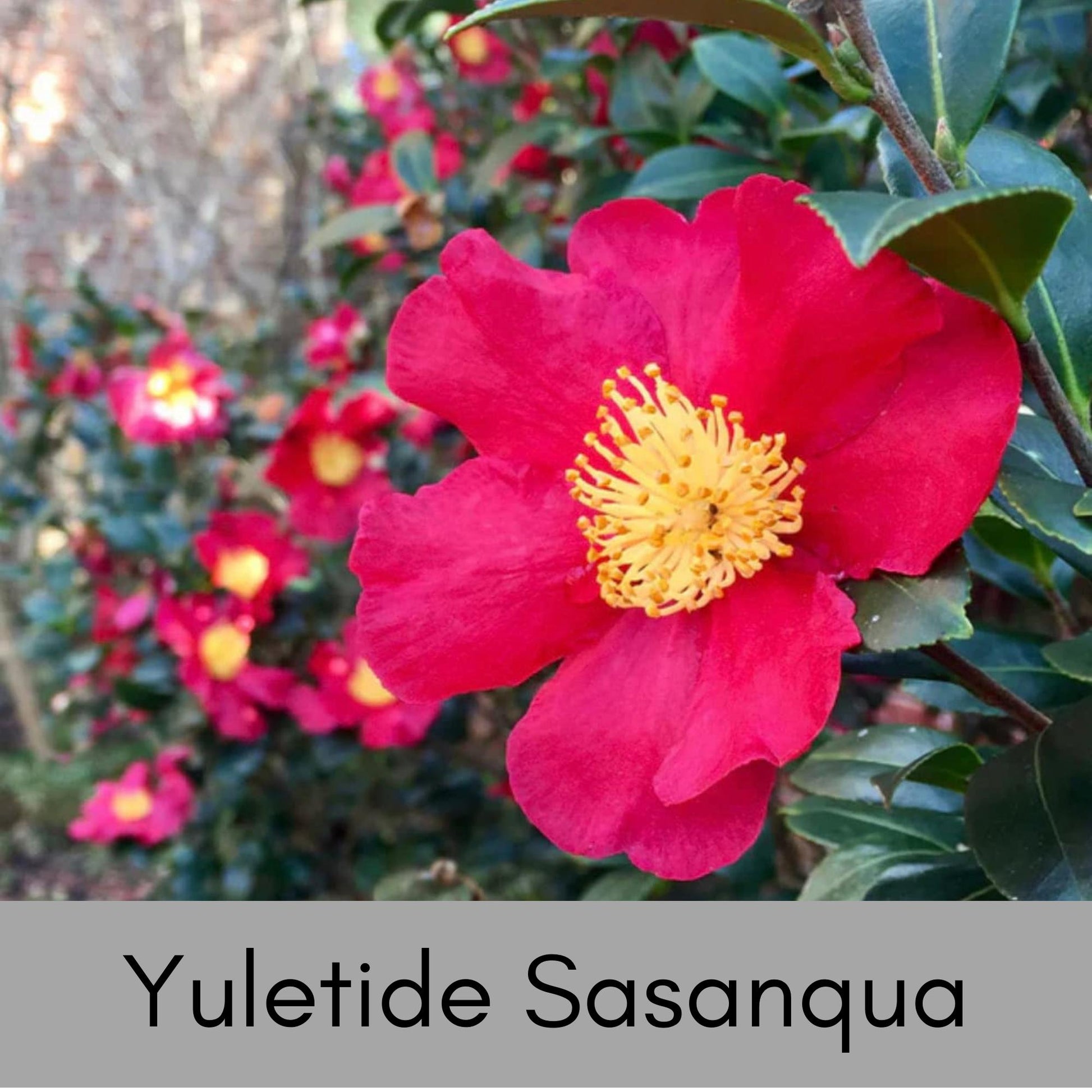 Yuletide Sasanqua Camellia with RED FLOWERS, Great Christmas Gift,Christmas Decor, Evergreen hedge, Camellia Hedge Shrubs, Evergreen Shrub