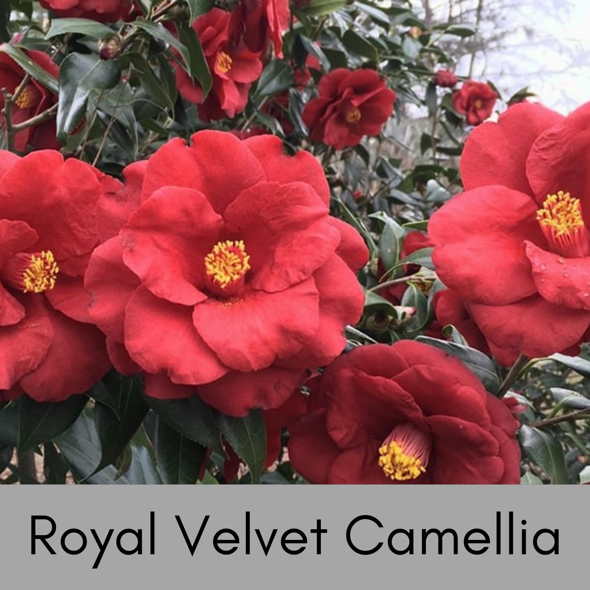 Royal Velvet Camellia, Red Flowers, Japanese Hedge Plant, 1 Gallon Container, Easy to Grow Evergreen Shrub, Great Garden Gift