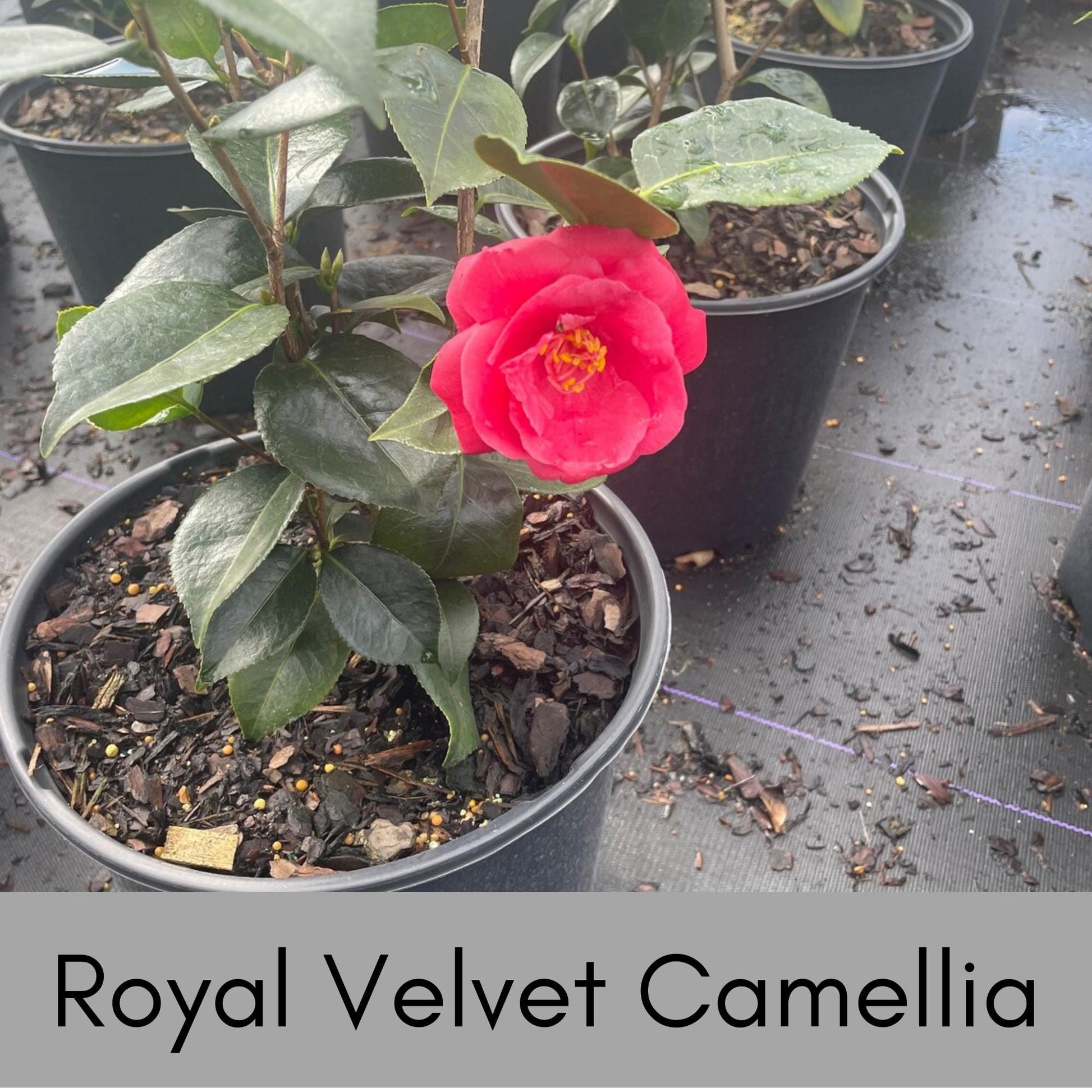 Royal Velvet Camellia, Red Flowers, Japanese Hedge Plant, 1 Gallon Container, Easy to Grow Evergreen Shrub, Great Garden Gift