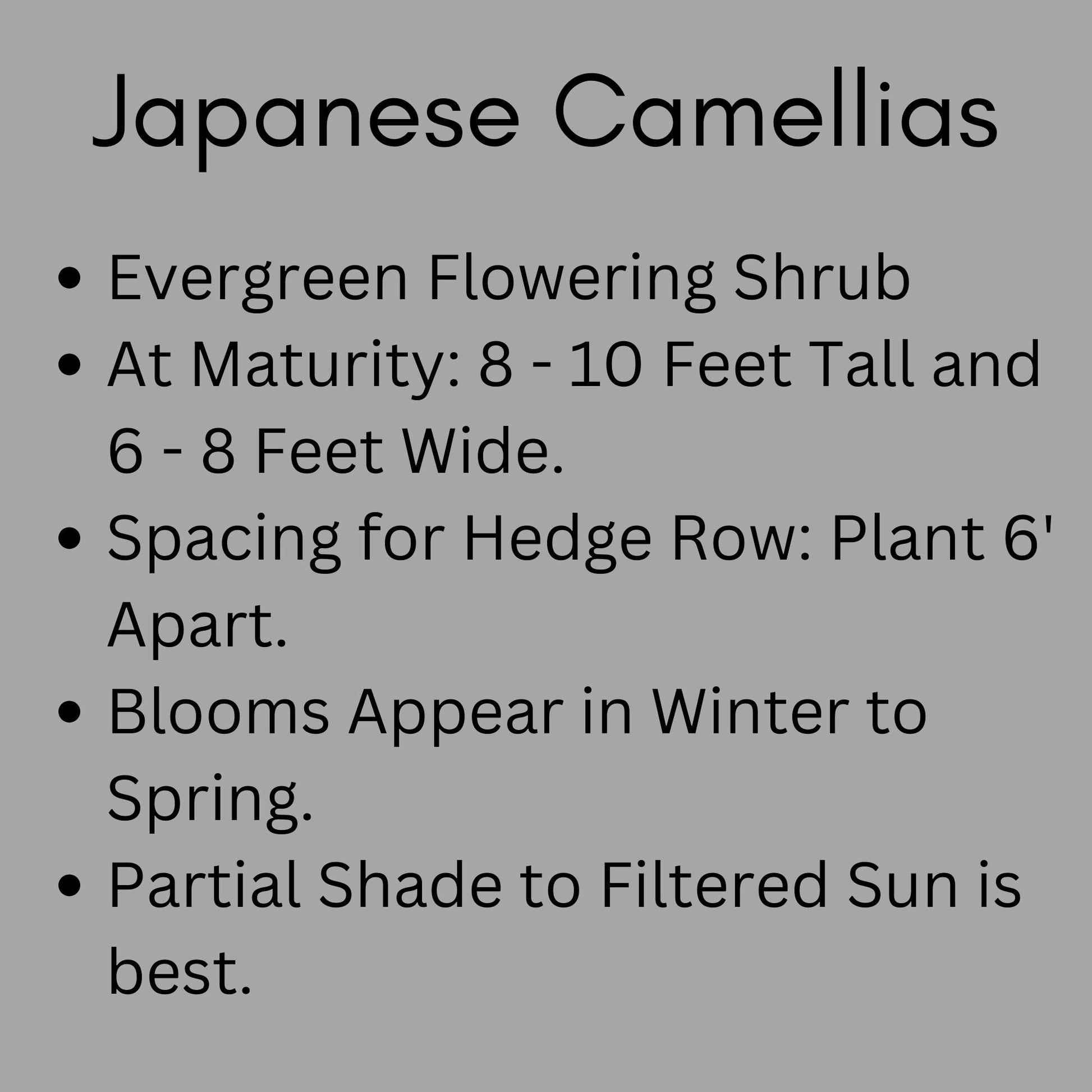 Dr. JC Raulston Camellia - Red Japonica - Free Shipping!