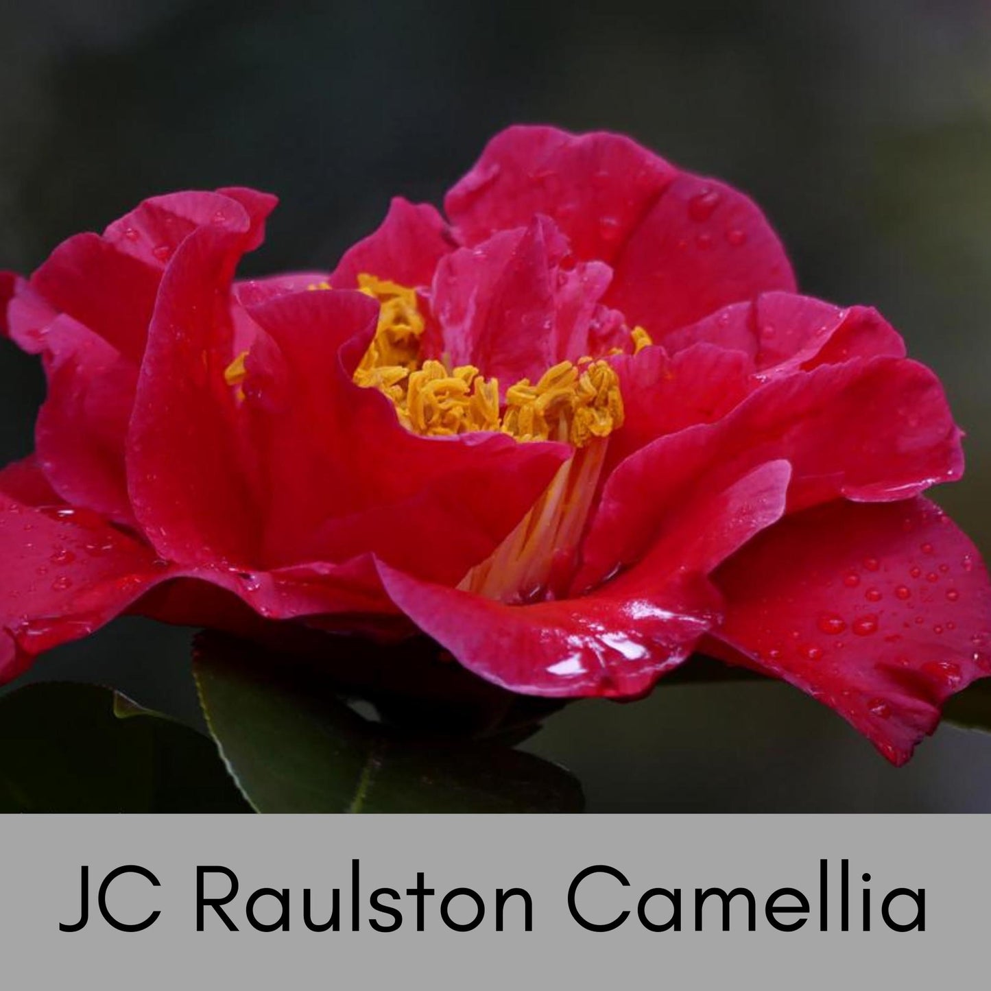 Dr. JC Raulston Camellia - Red Japonica - Free Shipping!