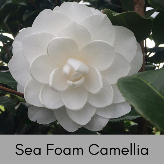 WHITE SEAFOAM CAMELLIA | 1 Gallon Size | Free Shipping!