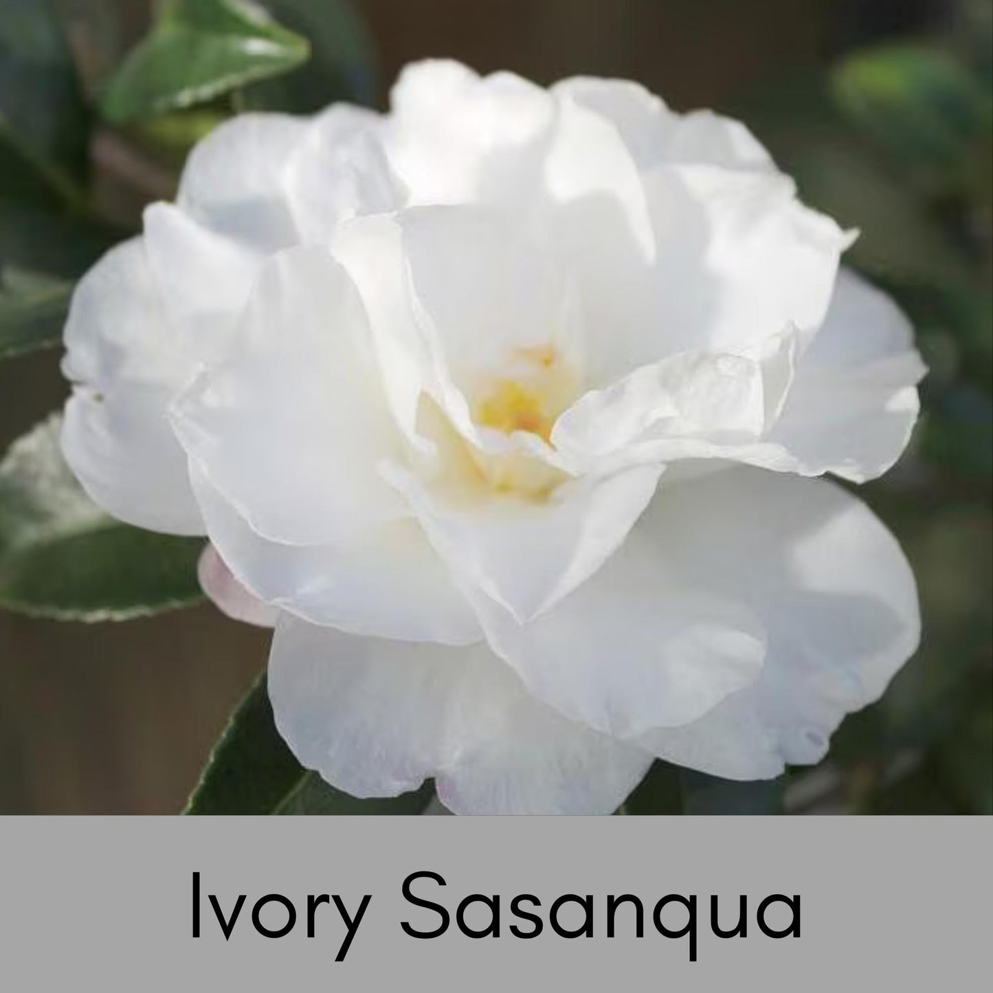 IVORY WHITE CAMELLIA - Free Shipping! - 4 Plants with every order!