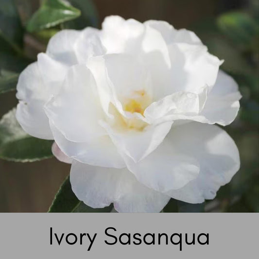 IVORY WHITE Sasanqua, Camellia Hedge, Great Garden Gift, 4 Plants with every order, Fast Growing Shrub, Fall Blooms for Flower Arrangements