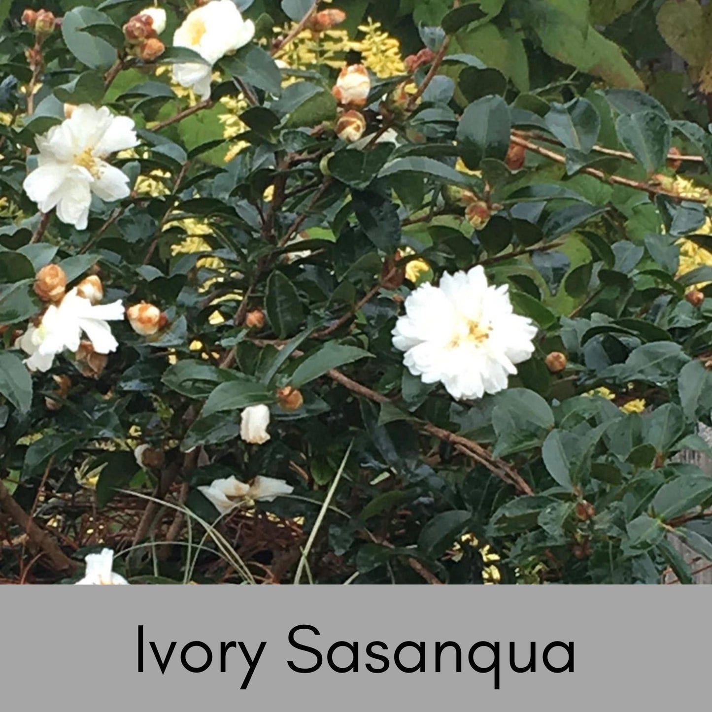 IVORY WHITE CAMELLIA - Free Shipping! - 4 Plants with every order!