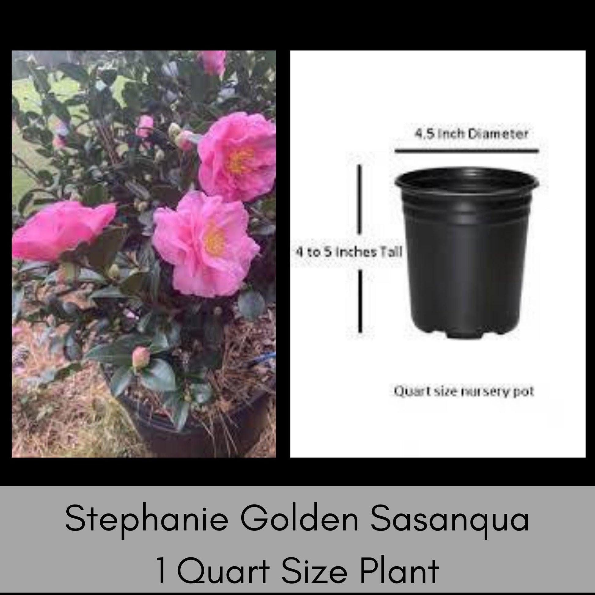 Stephanie Golden Camellia Sasanqua with Pink Flowers - Fall Blooming Hedge Shrub - Evergreen Shrub - Topiary or Bonsai Plant