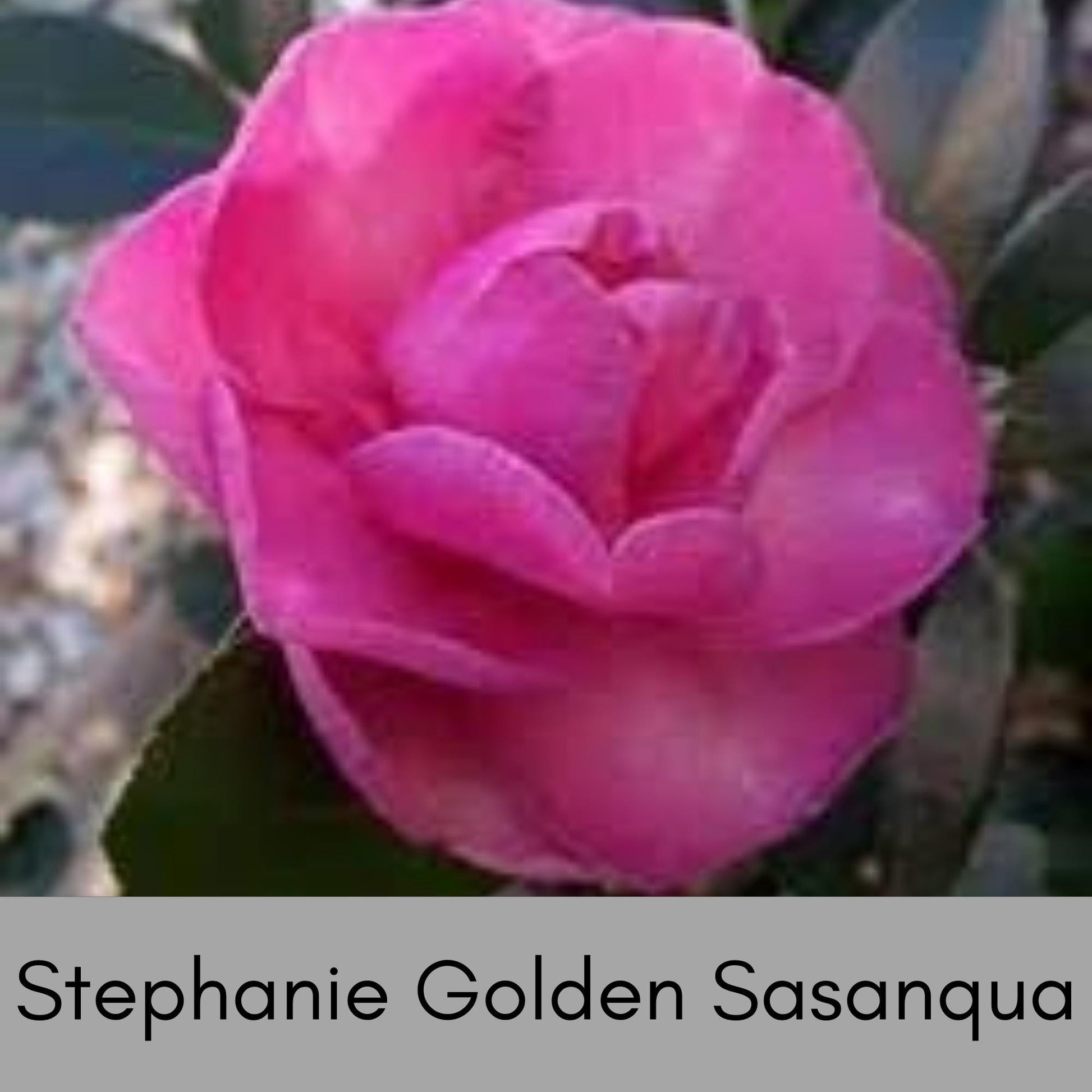 Stephanie Golden Camellia Sasanqua with Pink Flowers - Fall Blooming Hedge Shrub - Evergreen Shrub - Topiary or Bonsai Plant