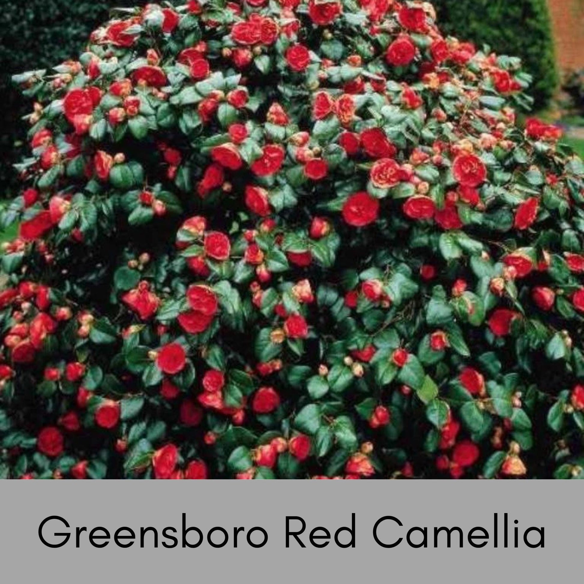 GREENSBORO RED Camellia Japonica, Great Garden or Birthday Gift, Easy to Grow Evergreen Shrub or Hedge, 2 Sizes to Choose