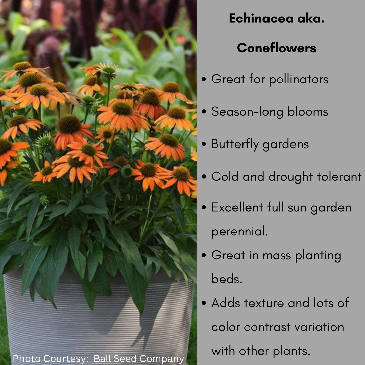 ORANGE CONEFLOWER - 1 Quart Echinacea - Free Shipping