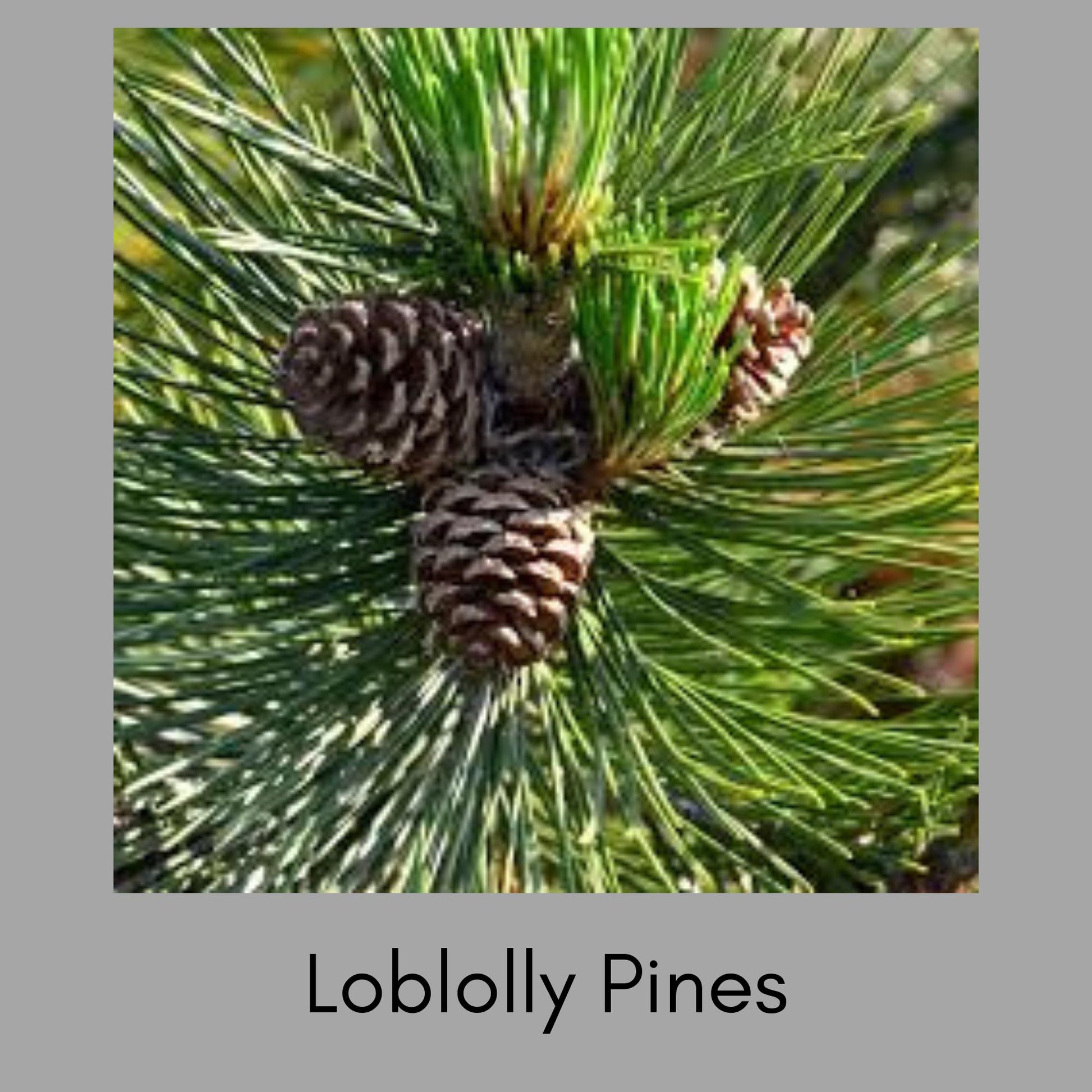 Pine Trees, Loblolly Starter Plants, 2 Sizes to Choose, Free Shipping, Evergreen Shade Trees, Pine Sent, Christmas Decor, Fast Growing Trees