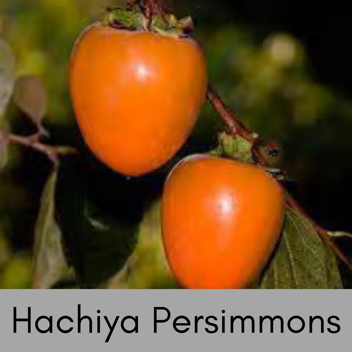 HACHIYA ASIAN PERSIMMONS - Incredible Honey-Sweet Flavor! - 3 to 4 Feet Tall in 3 Gallon Containers - Free Shipping - Fast Growing Tree