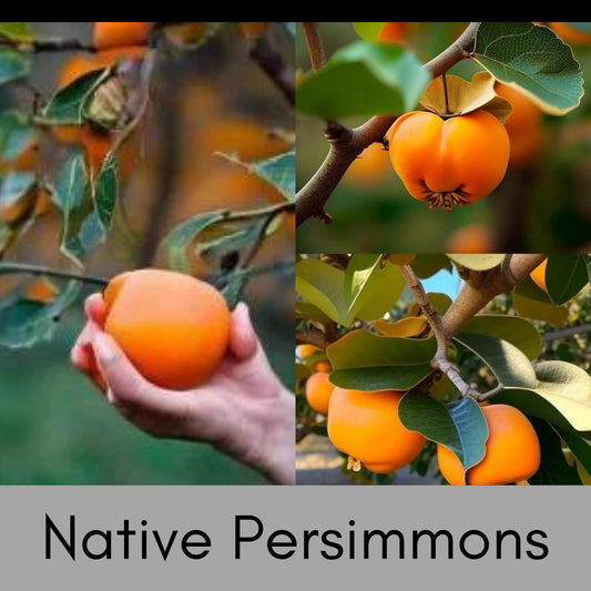 NATIVE AMERICAN PERSIMMMON - 2 Sizes to Choose - Free Shipping!