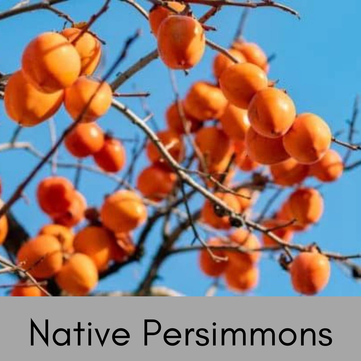 NATIVE AMERICAN PERSIMMMON - 2 Sizes to Choose - Free Shipping!