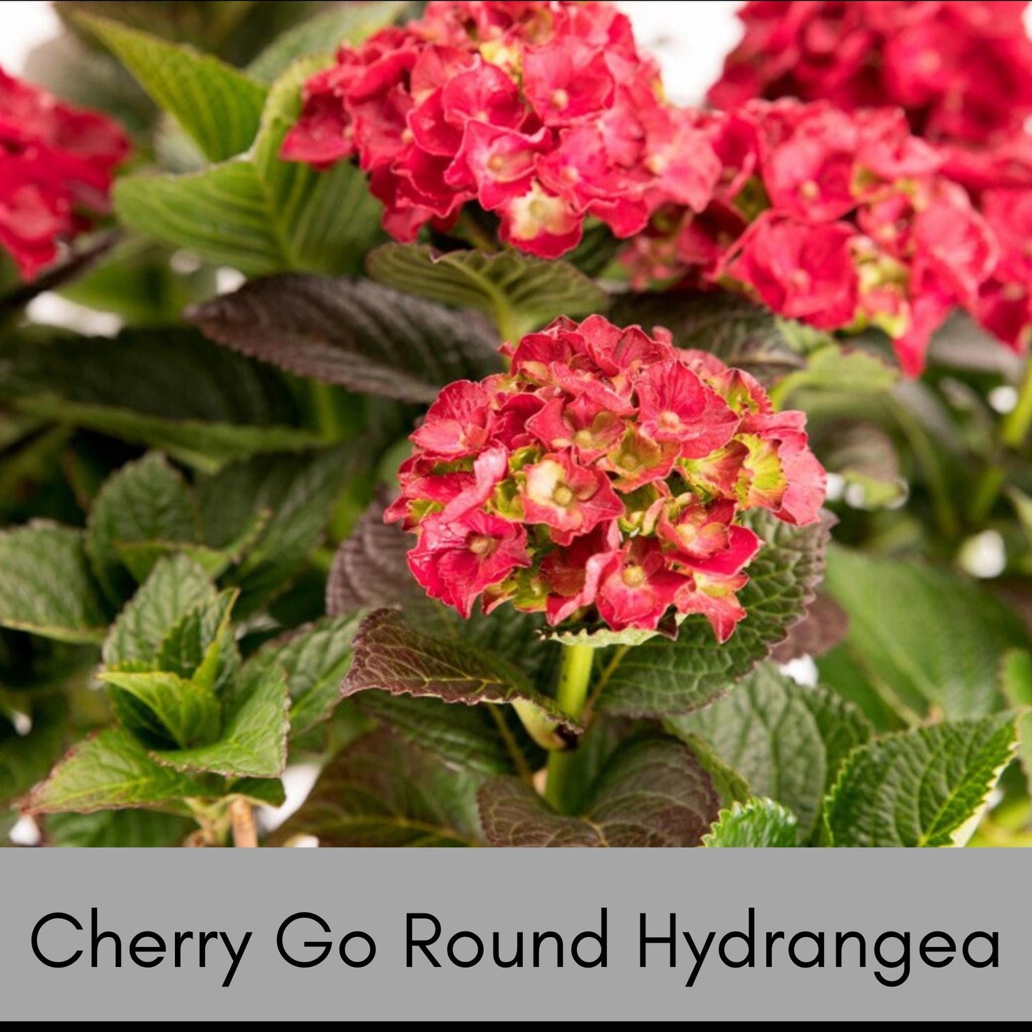 RED HYDRANGEA | 'Cherry-Go-Round' | 1 Quart Size | Free Shipping