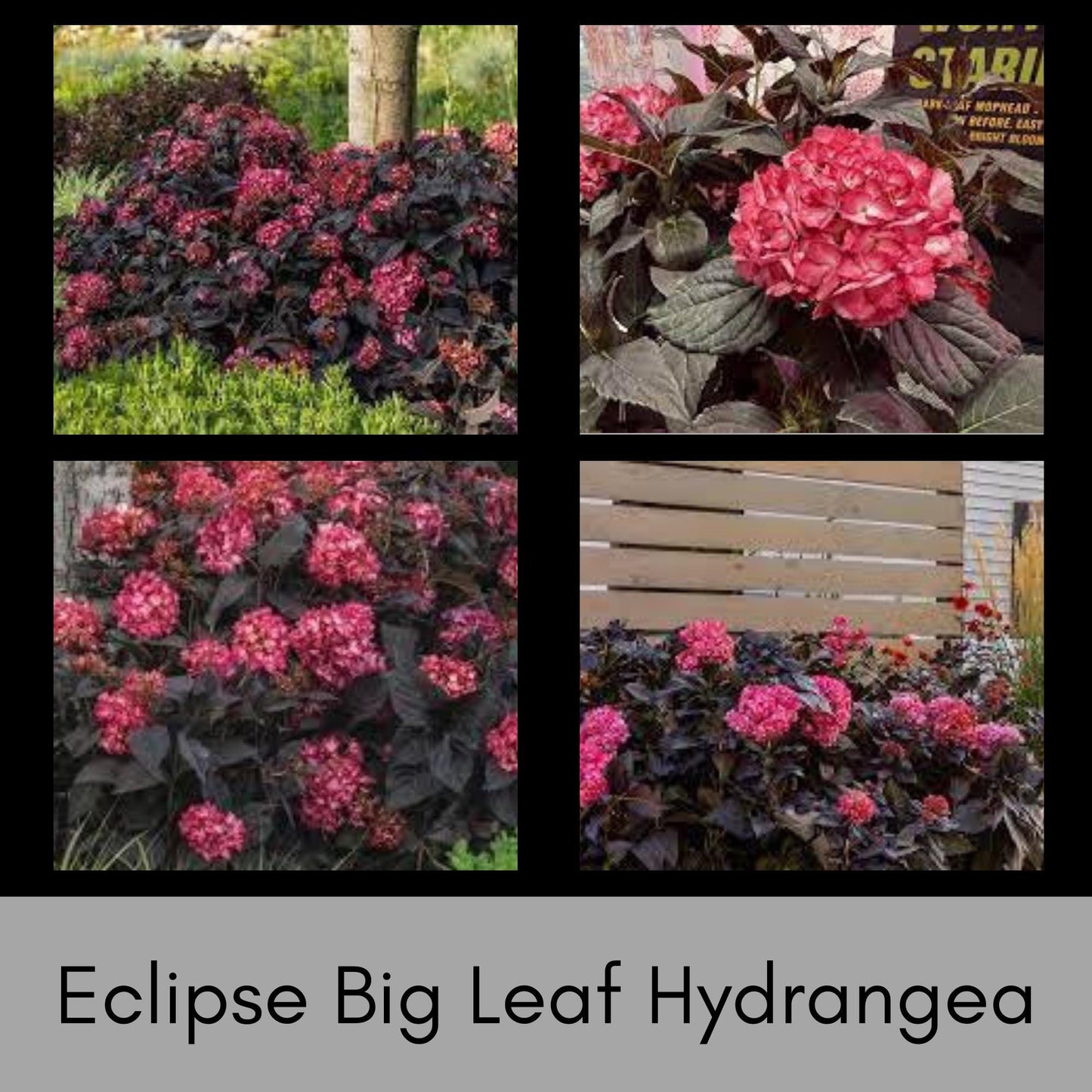 Eclipse Big Leaf Hydrangea - Stunning Blooms for Your Garden - New ADDITION Available in March 2024 - Free Shipping!