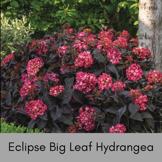 Eclipse Big Leaf Hydrangea - Stunning Blooms for Your Garden - New ADDITION Available in March 2024 - Free Shipping!