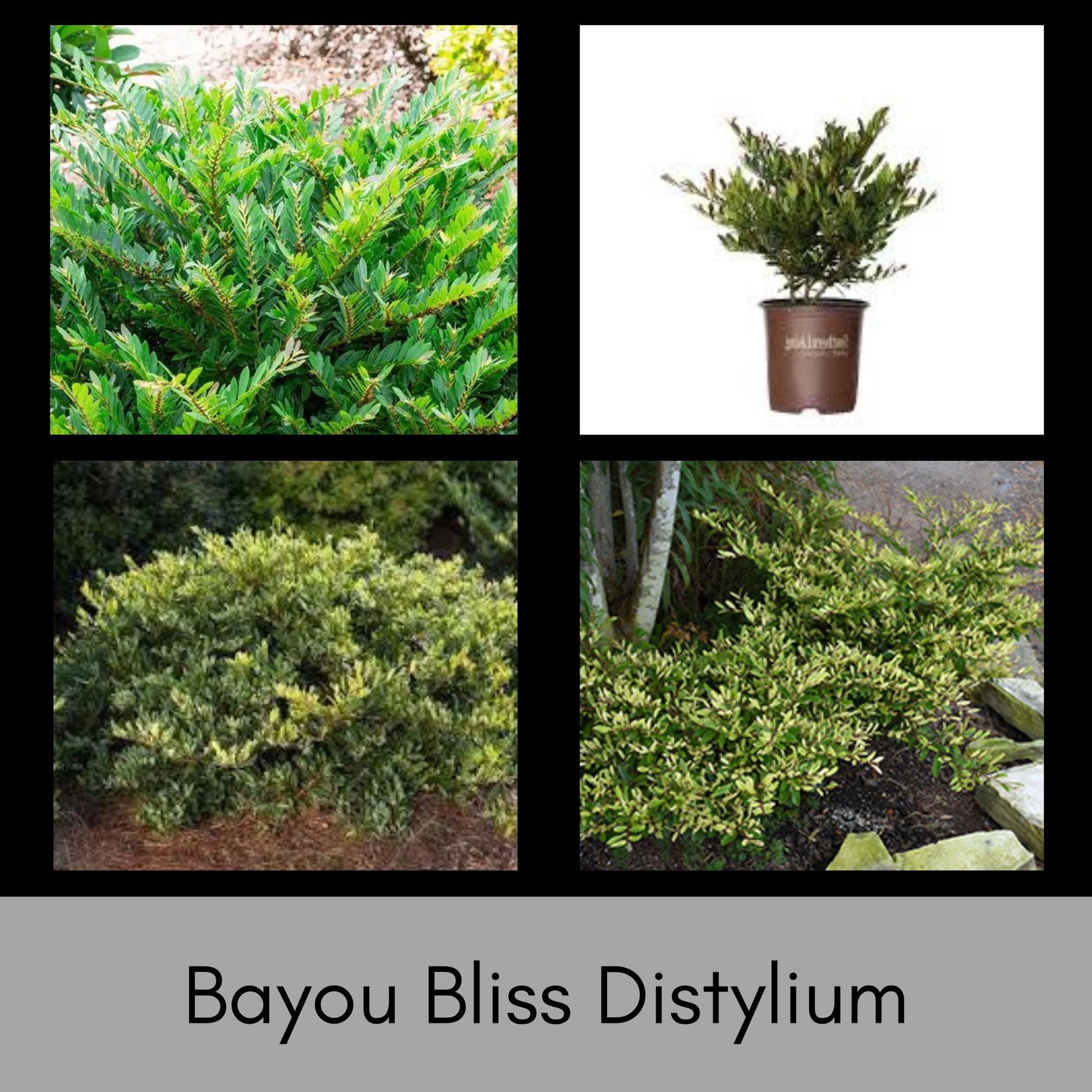 Bayou Bliss Distylium, Jewel Box Distylium, Evergreen Hedge or Shrub, Easy to Grow Fast Growing Plant, 3 Gallon Plants