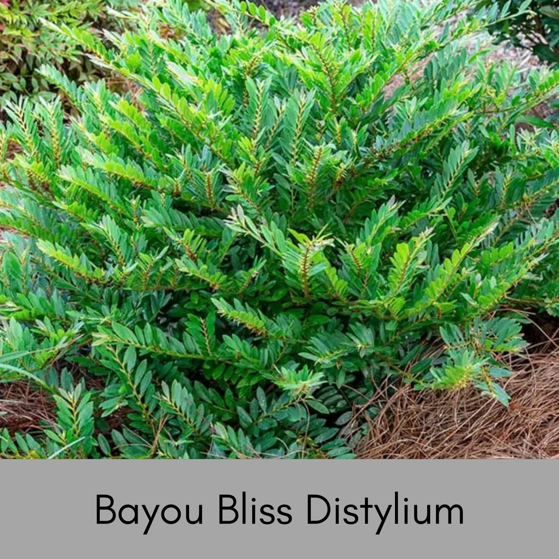 Bayou Bliss Distylium, Jewel Box Distylium, Evergreen Hedge or Shrub, Easy to Grow Fast Growing Plant, 3 Gallon Plants