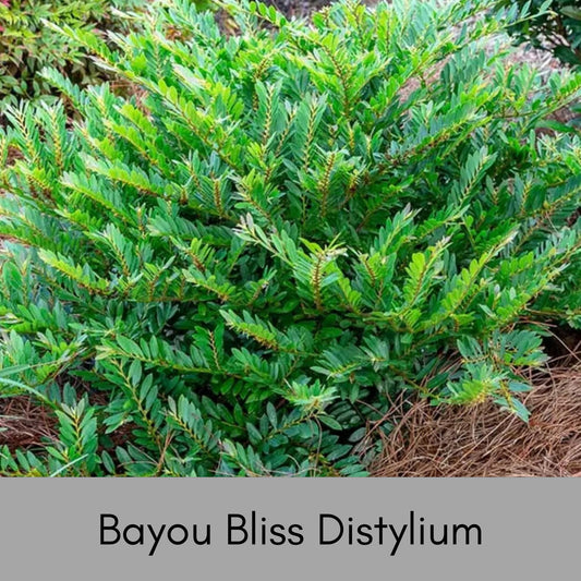 Bayou Bliss Distylium, Jewel Box Distylium, Evergreen Hedge or Shrub, Easy to Grow Fast Growing Plant, 3 Gallon Plants