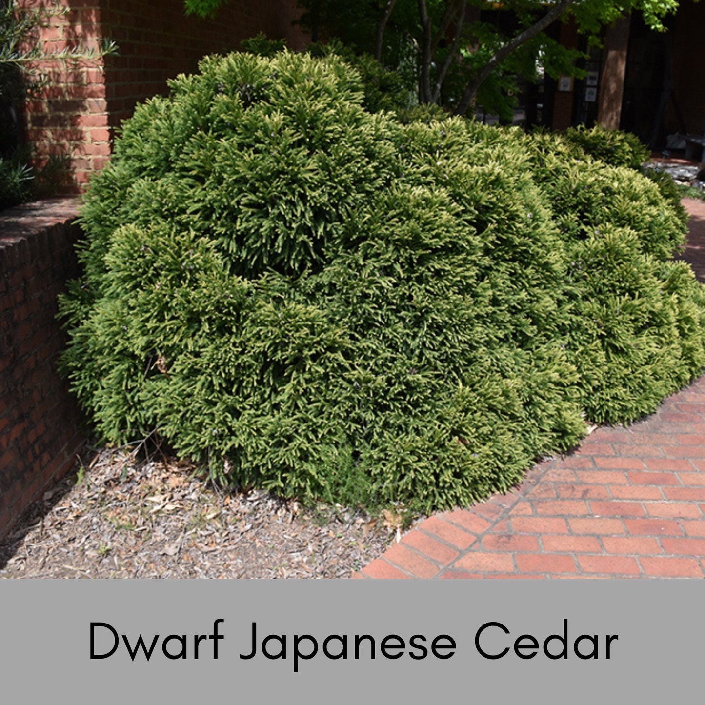 Dwarf Japanese Cedar | Cryptomeria Globosa Nana | 1, 3, & 7 Gallon Containers