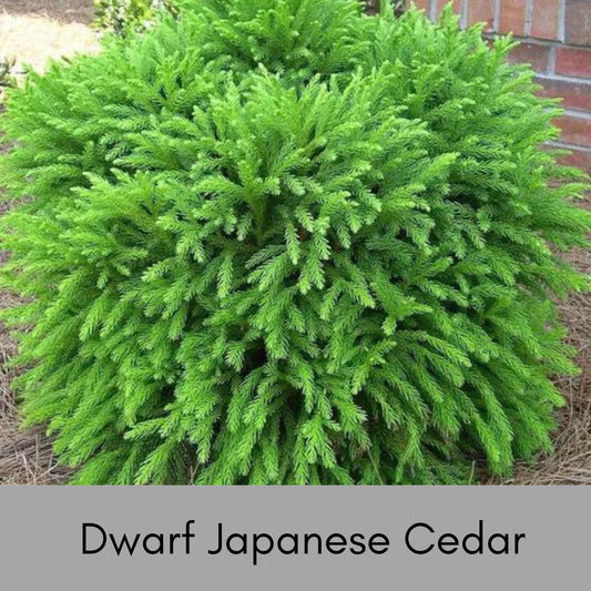 Dwarf Japanese Cedar | Cryptomeria Globosa | Available 3 Different Sizes | Free Shipping