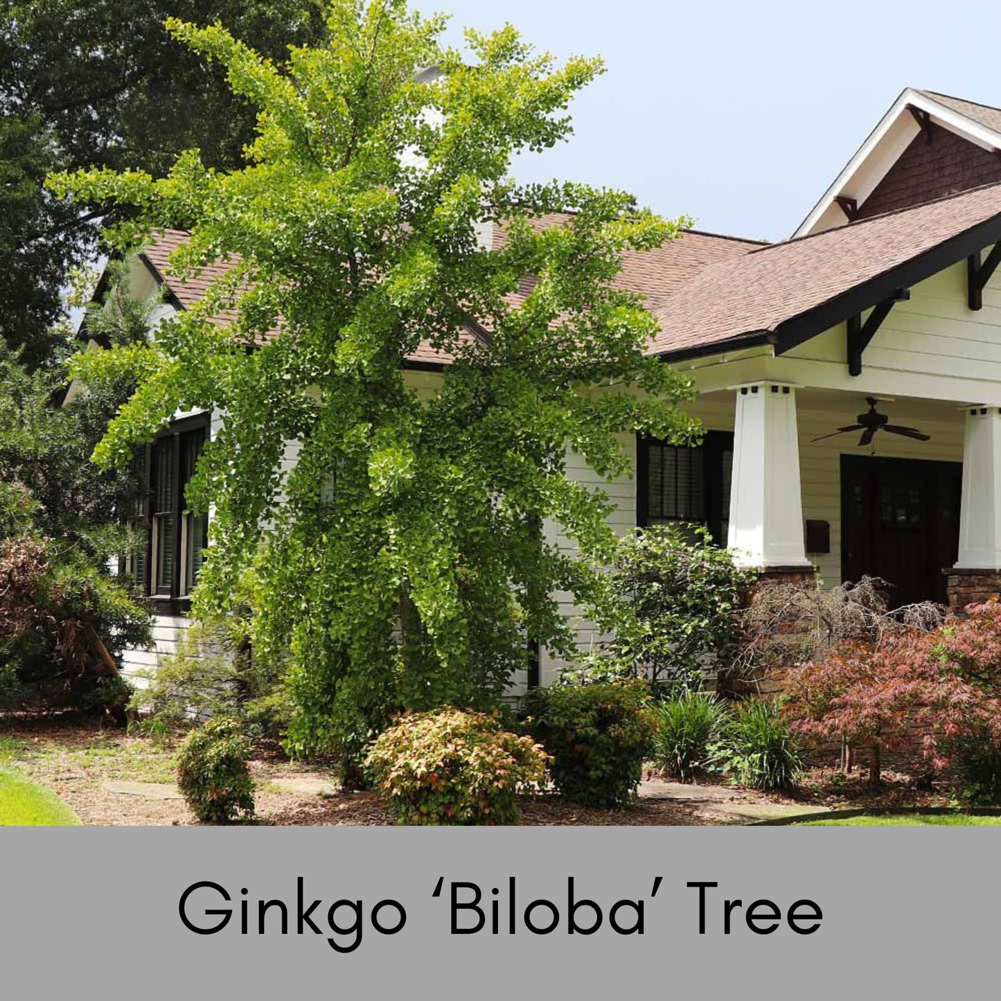 GINKGO TREE - Yellow Fall Color - 3 to 5 Feet Tall - Free Shipping!