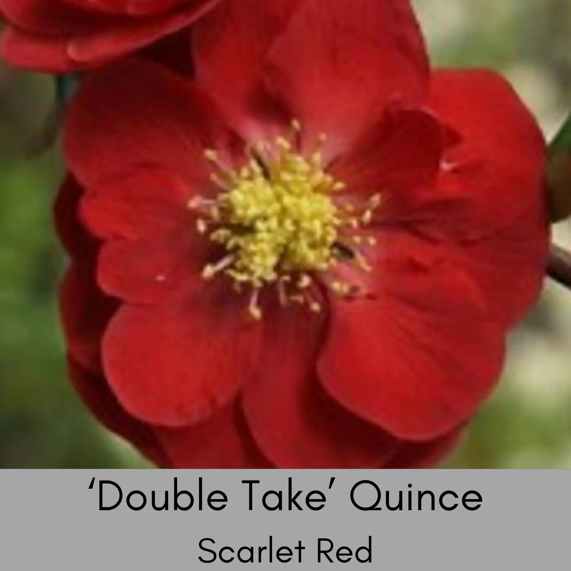 Double Take 'Scarlet Strom' Quince | Chaenomeles speciosa ‘Double Take Scarlet’ USPP 20,951 | 1 Gallon Container | Free Ground Shipping