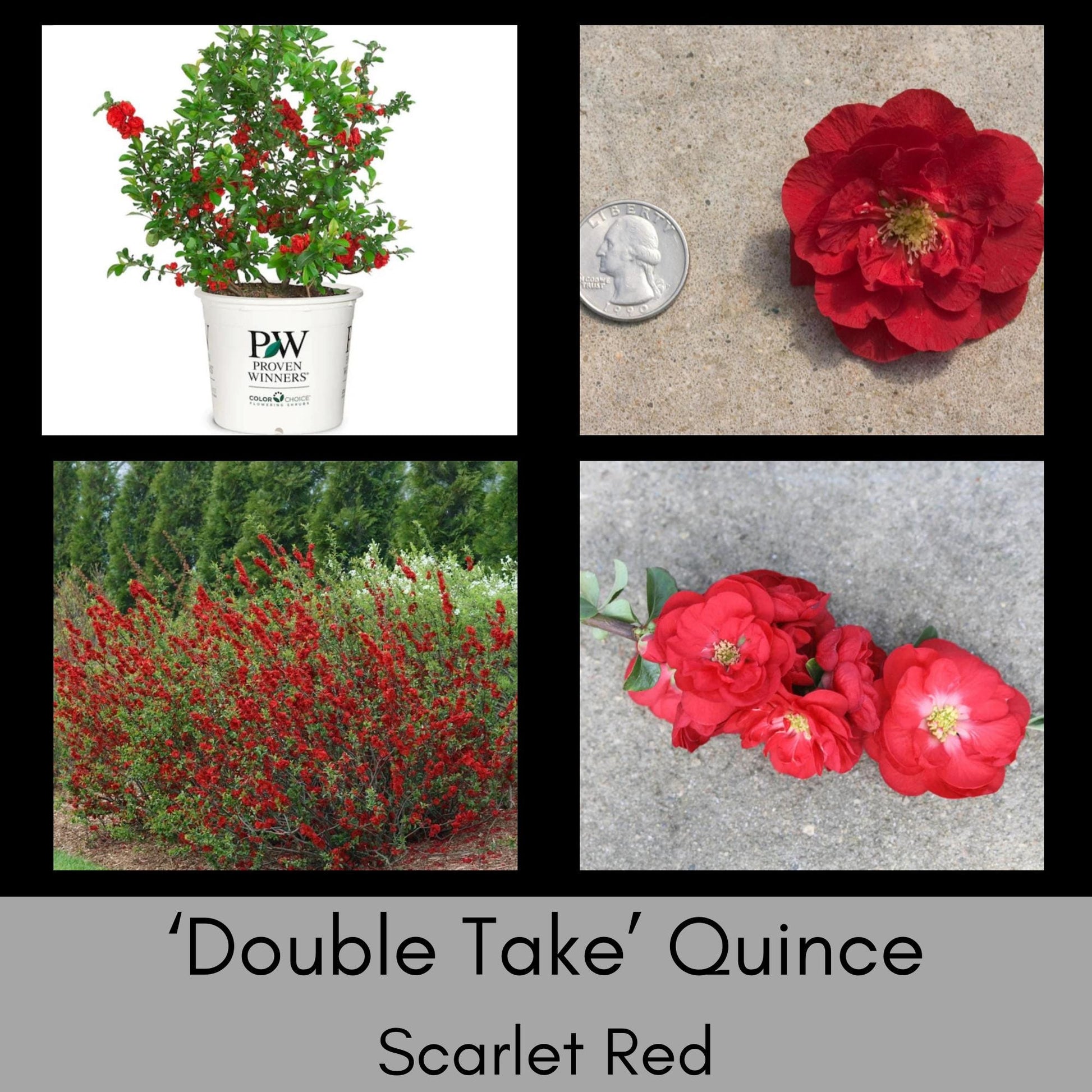 Double Take 'Scarlet Strom' Quince | Chaenomeles speciosa ‘Double Take Scarlet’ USPP 20,951 | 1 Gallon Container | Free Ground Shipping