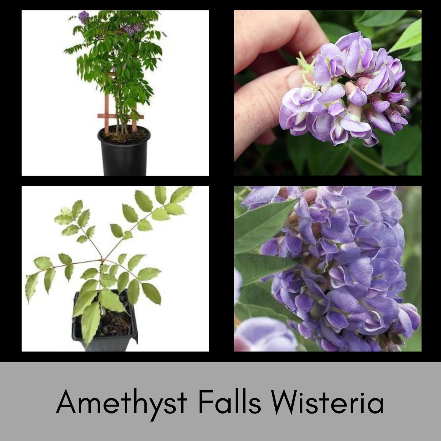 Amethyst Falls Wisteria, lavender purple flowers, blooming vines, fast growing plant, butterfly, humming birds, fragrant flowers, trellis