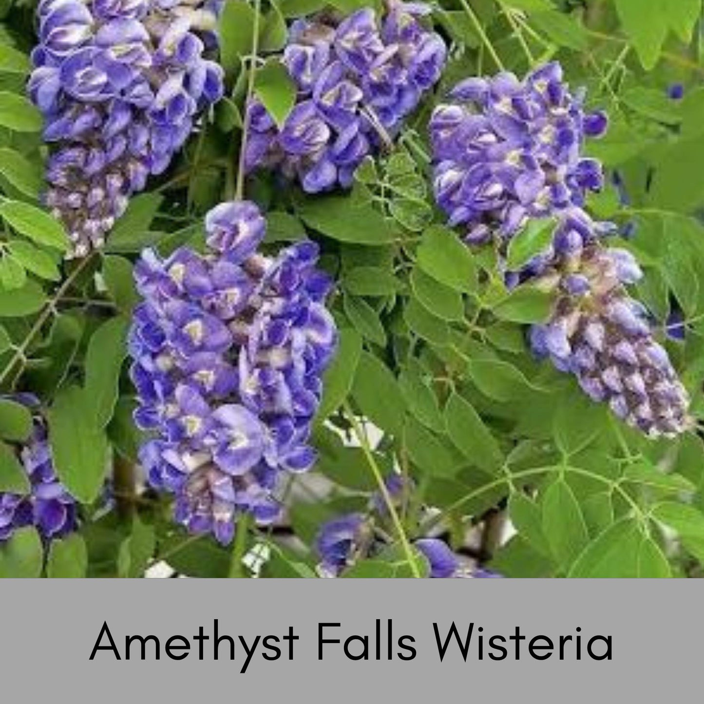 Amethyst Falls Wisteria, lavender purple flowers, blooming vines, fast growing plant, butterfly, humming birds, fragrant flowers, trellis