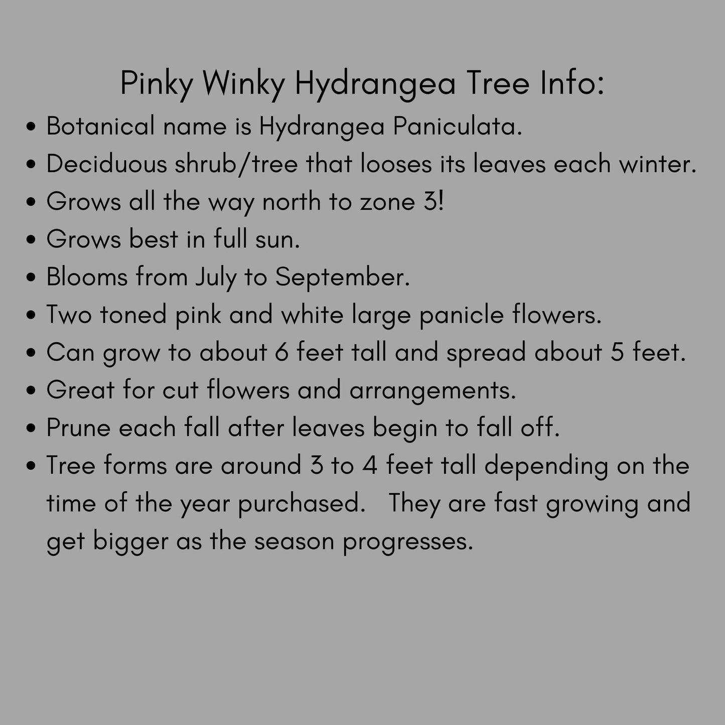 Hydrangea Tree 'Pinky Winky' | 3 Gallon Size Pot | Free Shipping