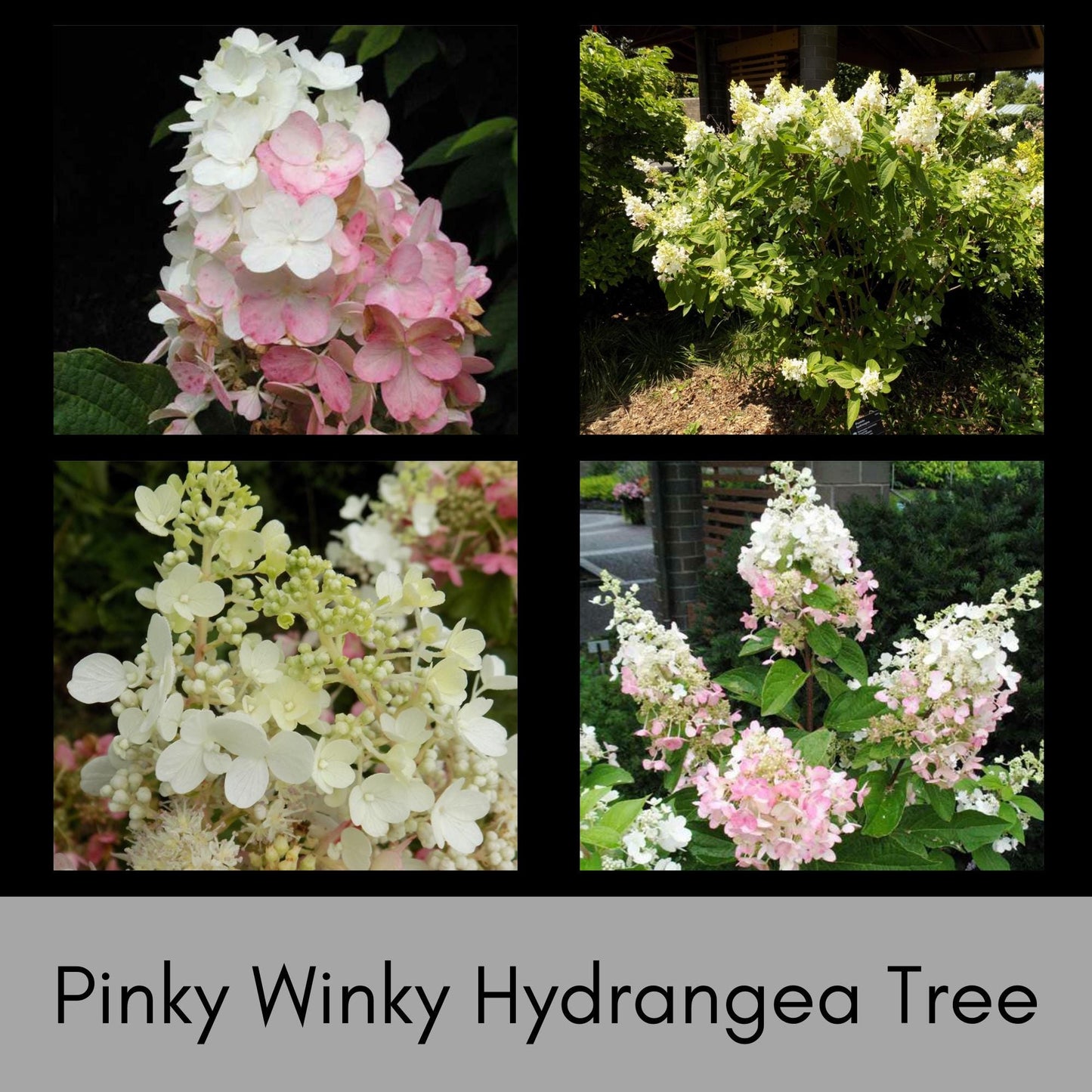 Hydrangea Tree 'Pinky Winky' | 3 Gallon Size Pot | Free Shipping