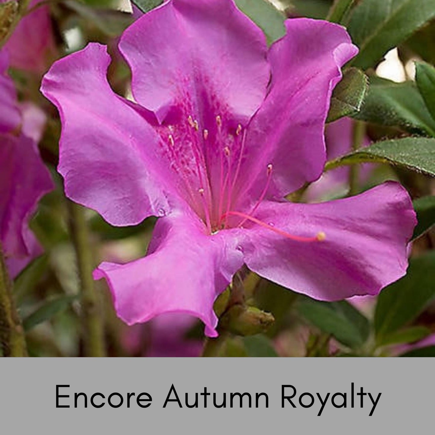 Autumn Royalty Encore Azalea - Purple Flowers - LARGE 3 Gallon Sizes To Choose From! - Free Shipping