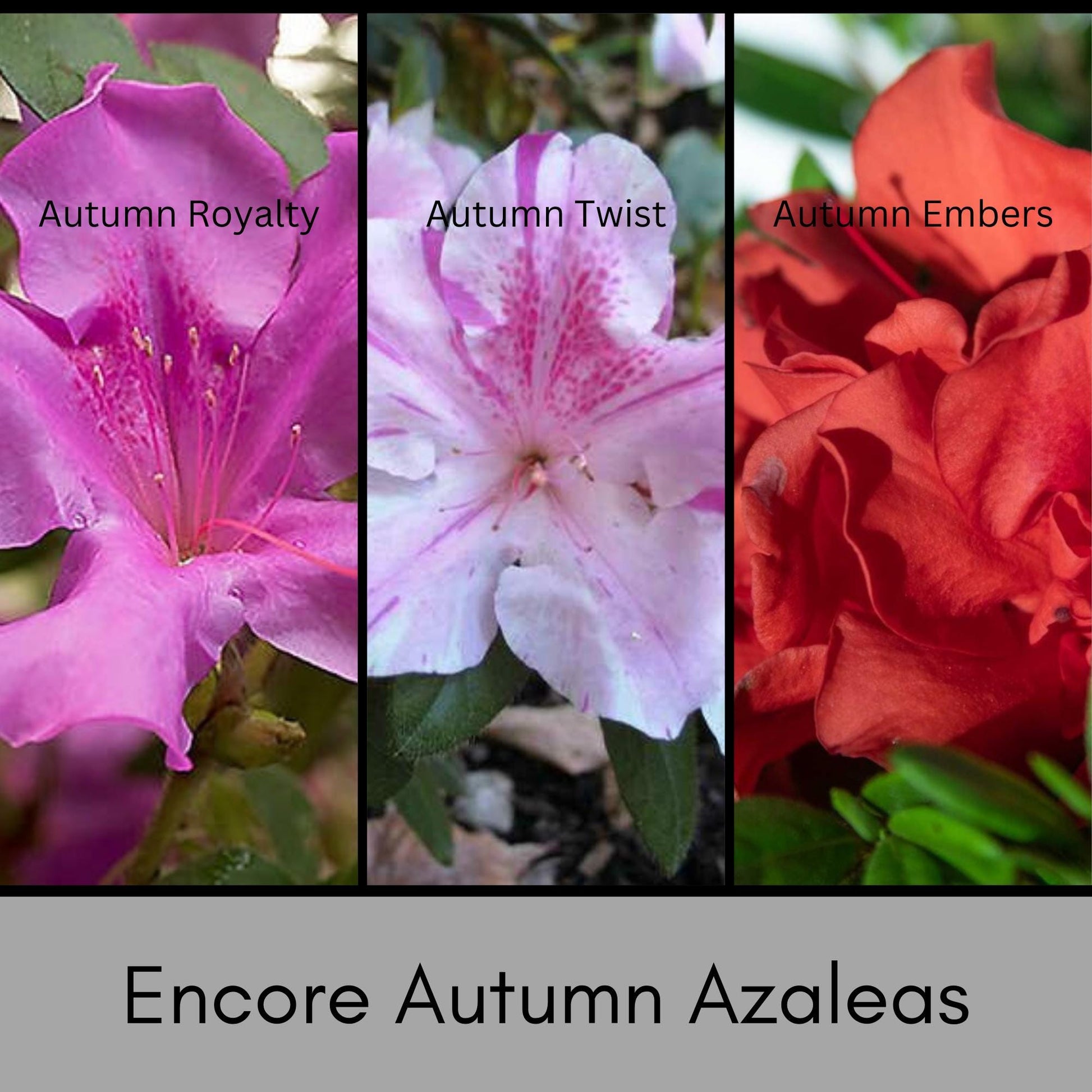 Autumn Royalty Encore Azalea - Purple Flowers - LARGE 3 Gallon Sizes To Choose From! - Free Shipping