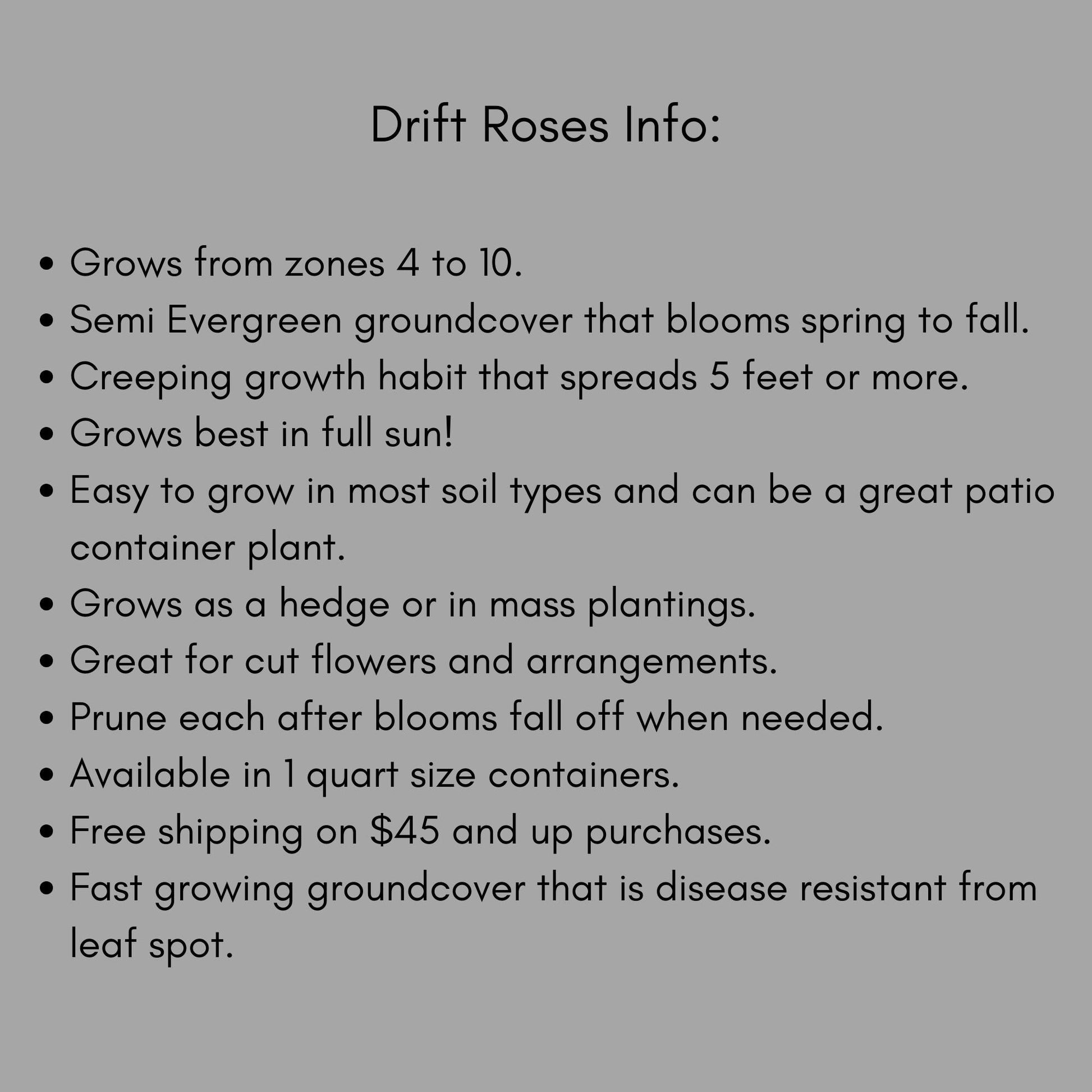 Red DRIFT® ROSES | Groundcover Creeping Roses | Quart Sizes | Sun Loving Fast Growing and Disease Resistant Roses