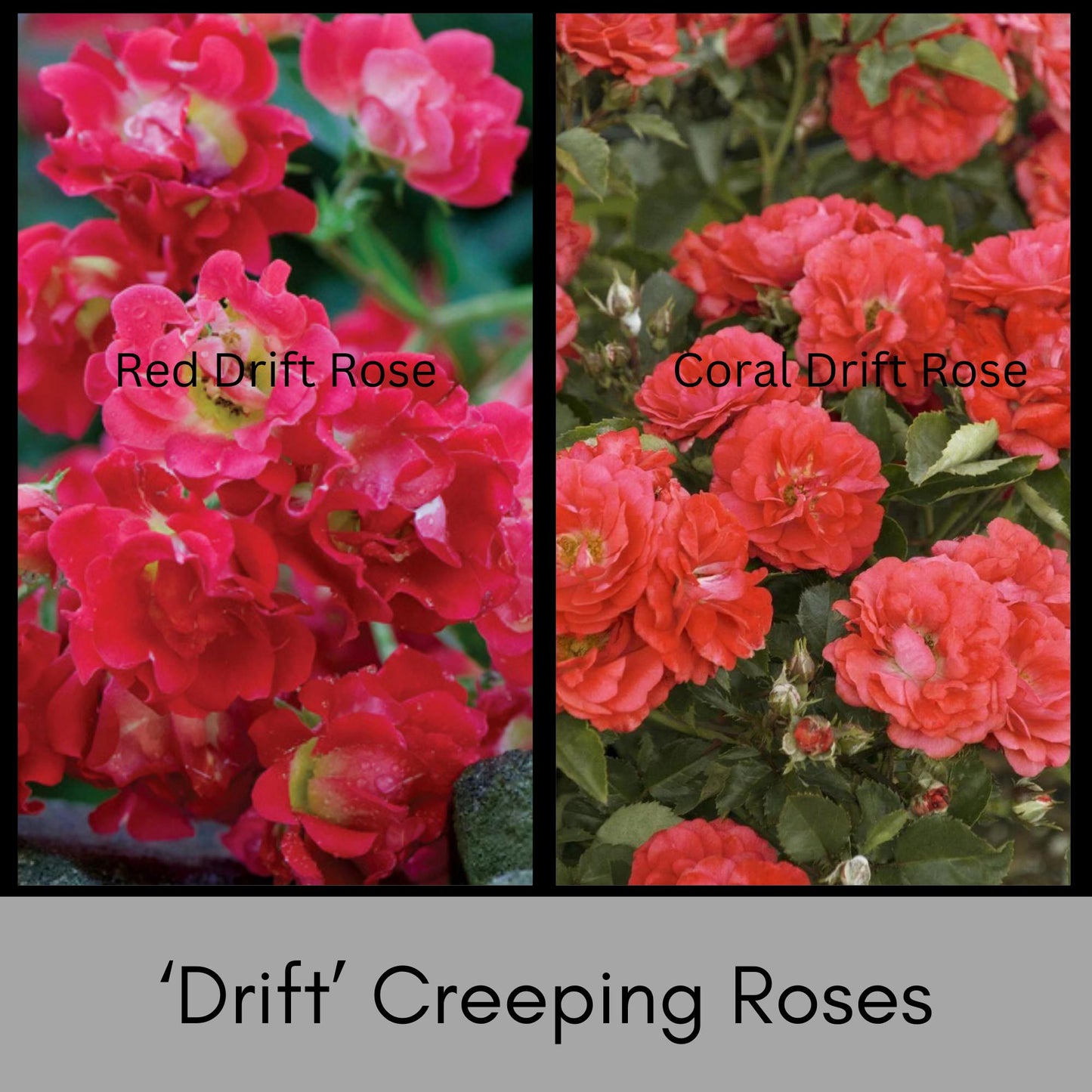 PINK CREEPING ROSE Groundcover - 'Coral Drift Rose' - Free Shipping - 1 Quart Size