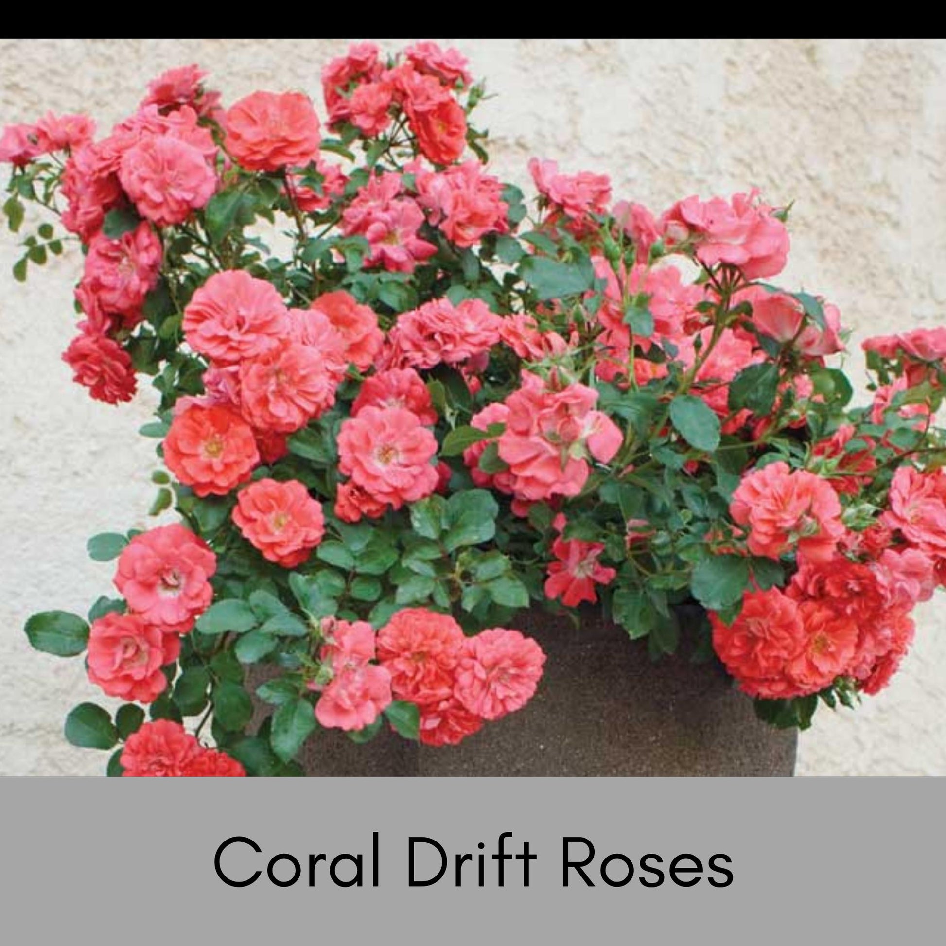 PINK CREEPING ROSE Groundcover - 'Coral Drift Rose' - Free Shipping - 1 Quart Size