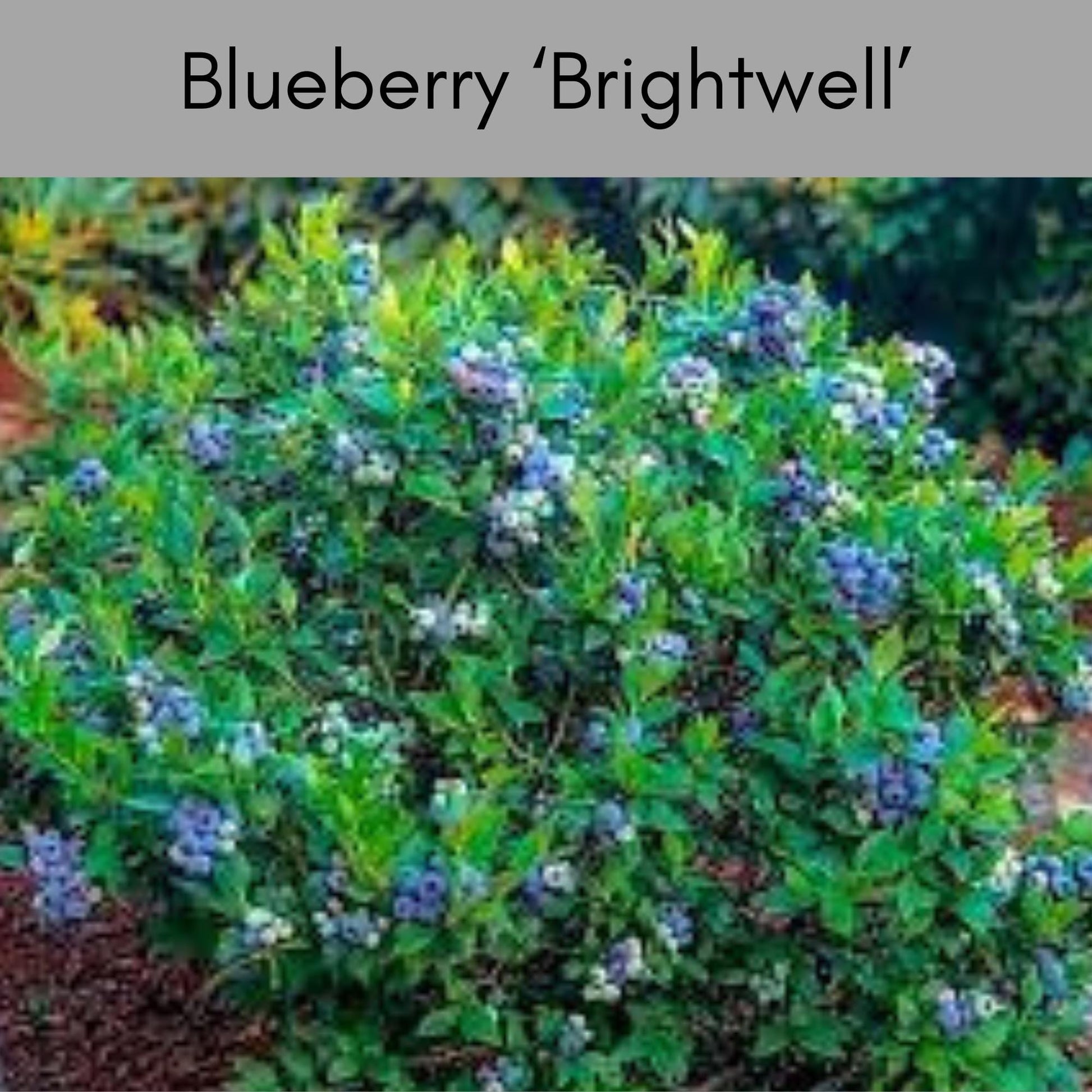 Brightwell Blueberry Bush - FREE SHIPPING - 1 Gallon Size