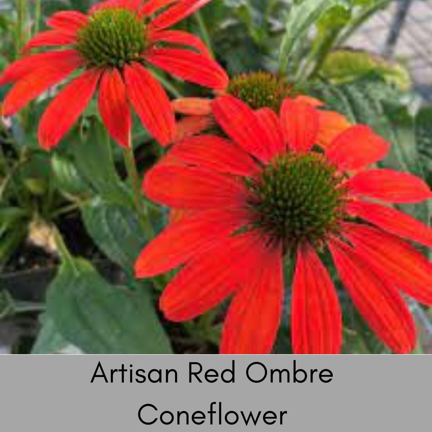 Artisan Red Ombre Coneflower | Garden Gift | Low Maintenance Red Flowers