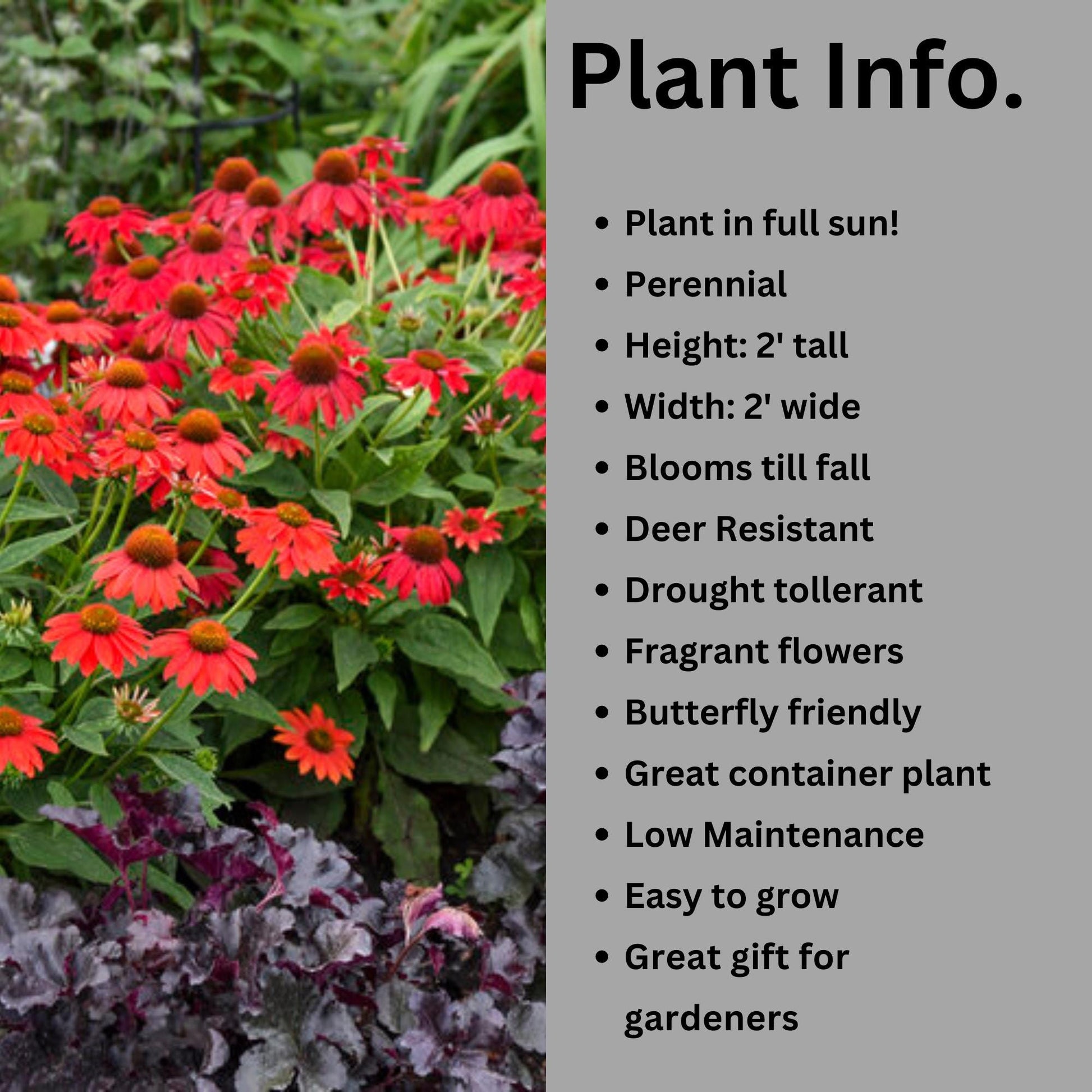 Artisan Red Ombre Coneflower | Garden Gift | Low Maintenance Red Flowers