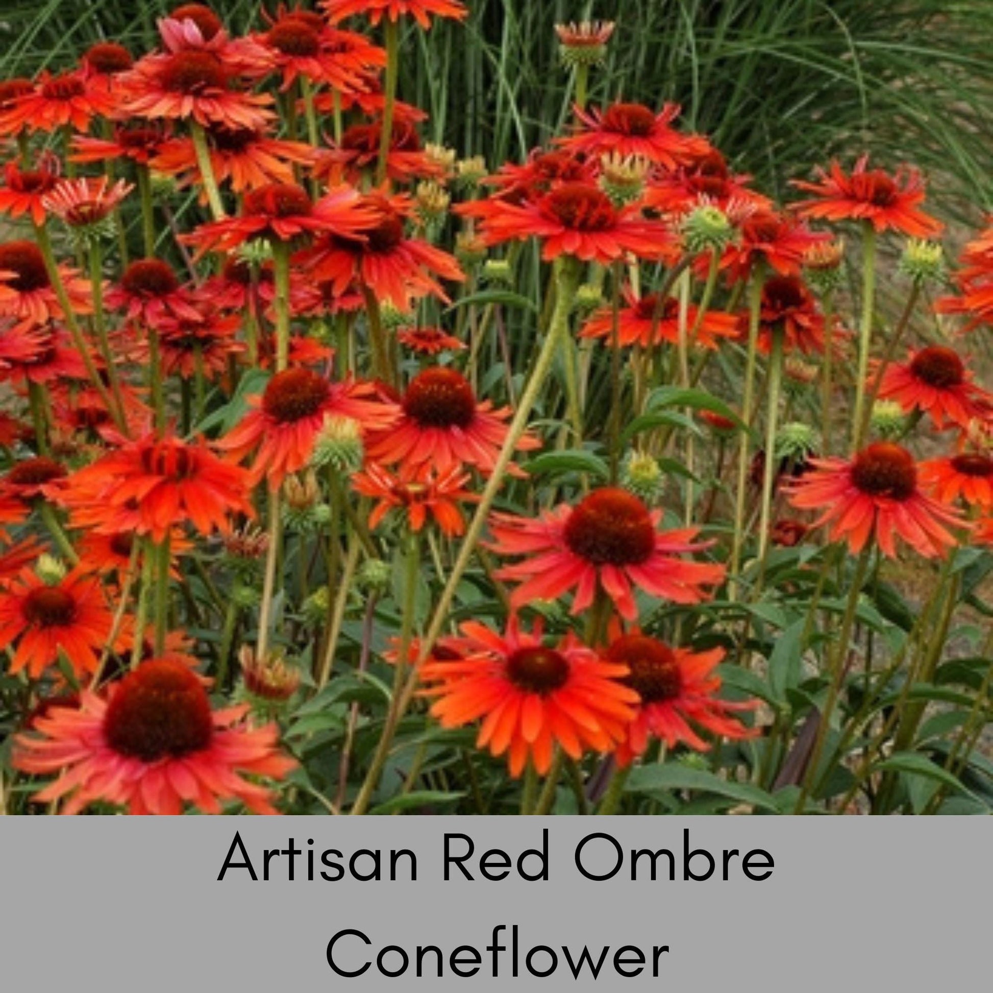 Artisan Red Ombre Coneflower | Garden Gift | Low Maintenance Red Flowers