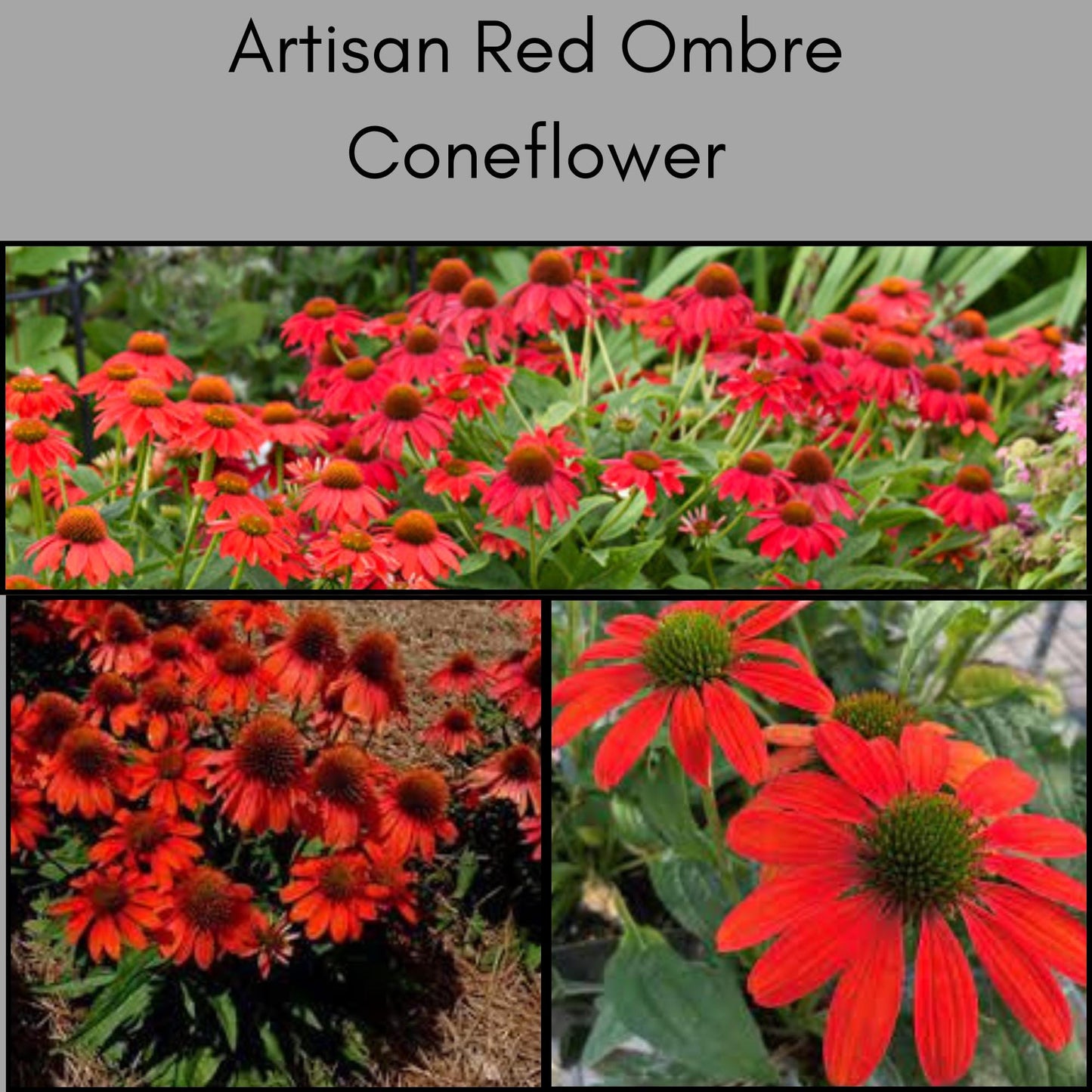 Artisan Red Ombre Coneflower | Garden Gift | Low Maintenance Red Flowers