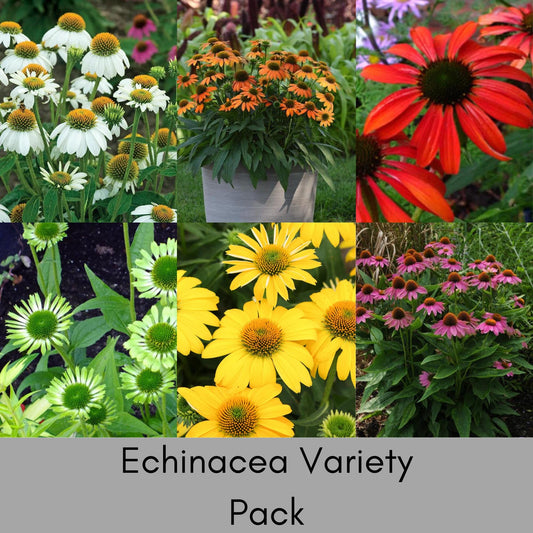 Echinacea Mix | 6 or 12 Colors! | Huge Discount! | Coneflower Garden Mix